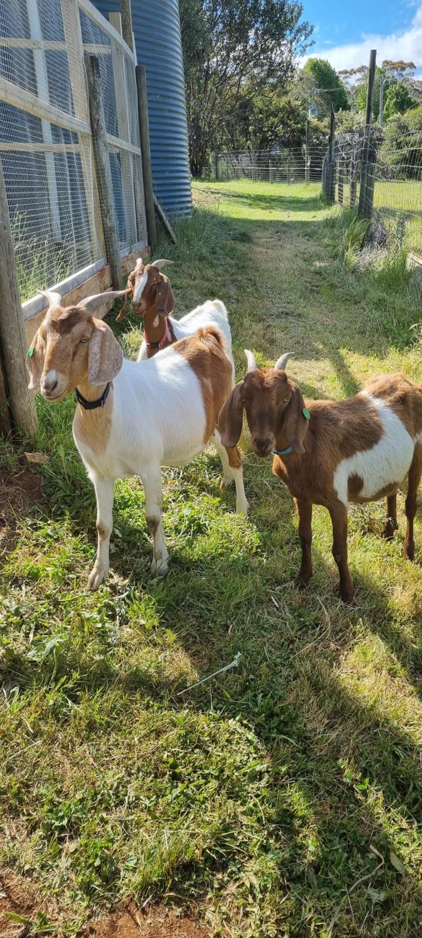 Wally's Edge 20acre Farm Stay