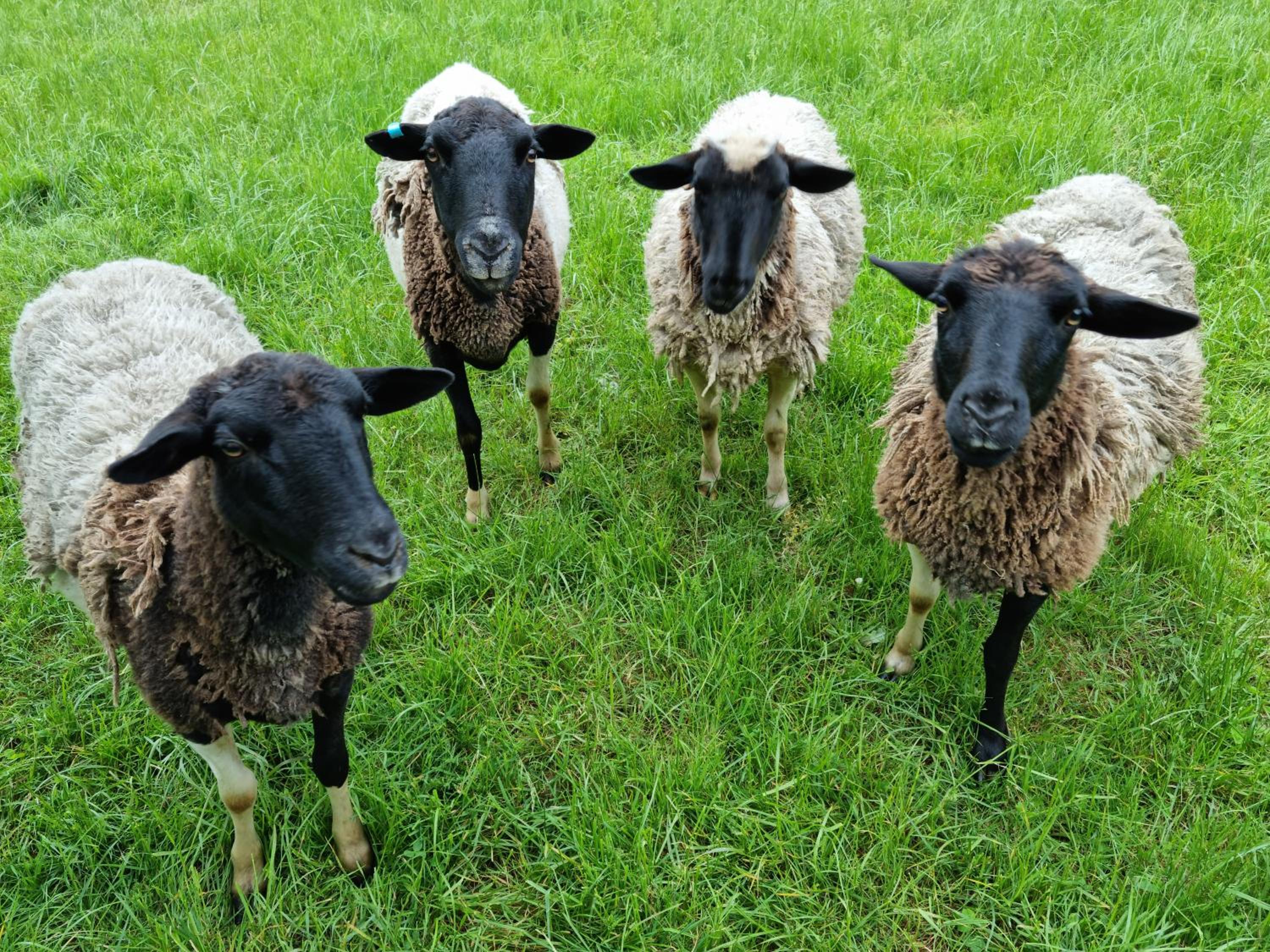 Wally's Edge 20acre Farm Stay