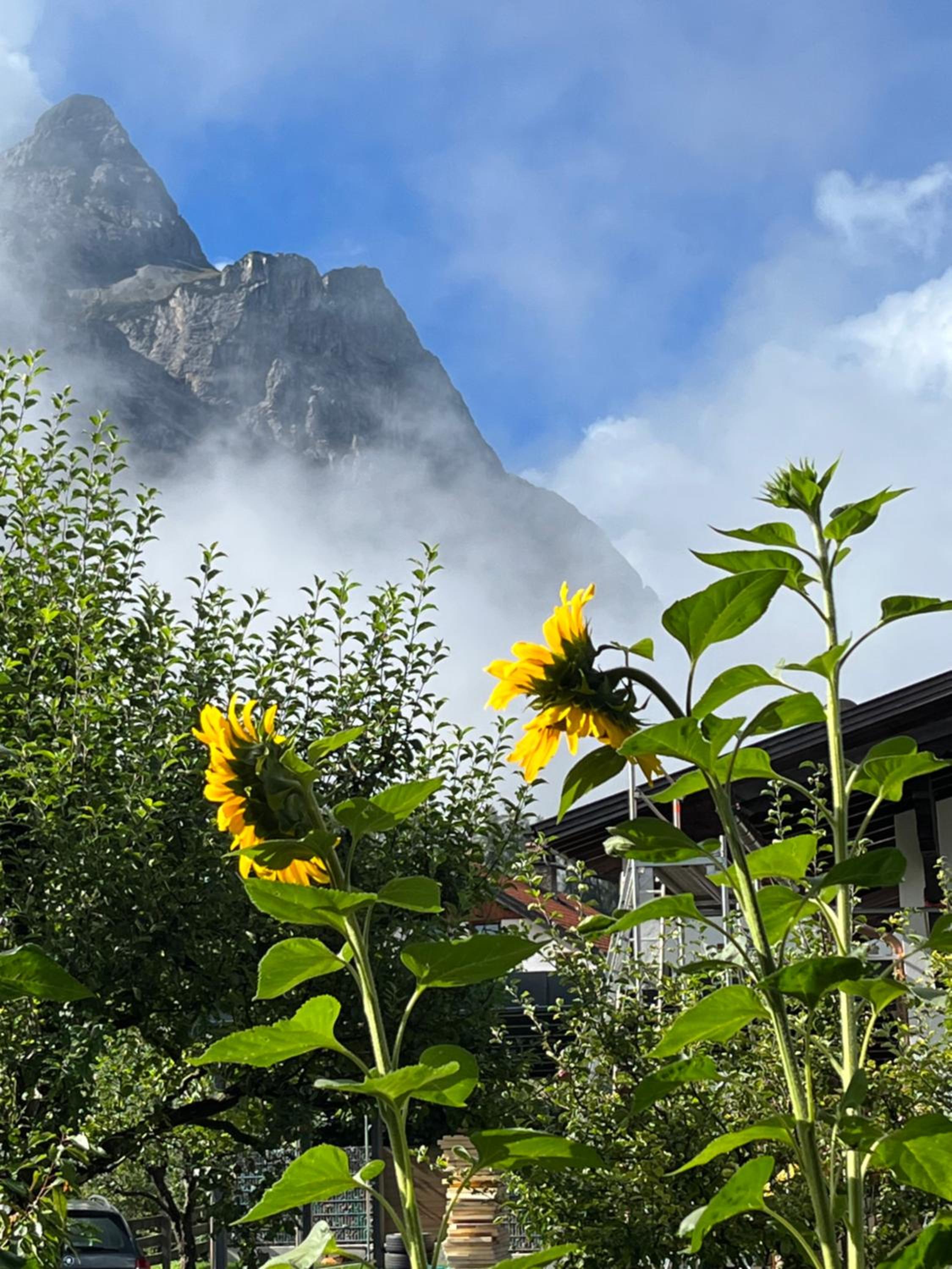 Haus Alpenblume