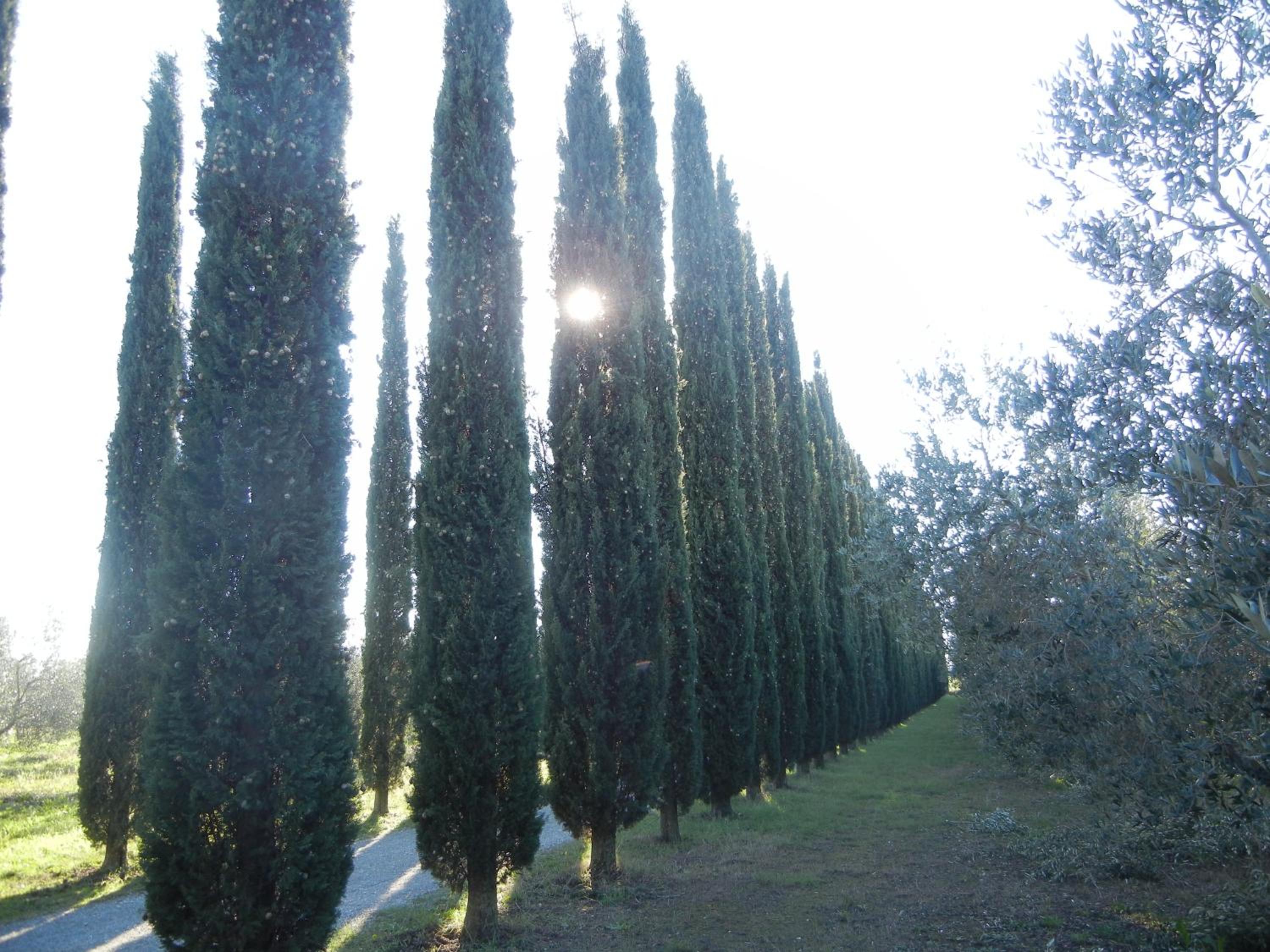 Azienda Agrituristica Le Betulle