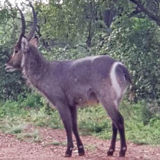 Chalet Pumba, Unit A, 269 Elephant Lodge, Mabalingwe view 2
