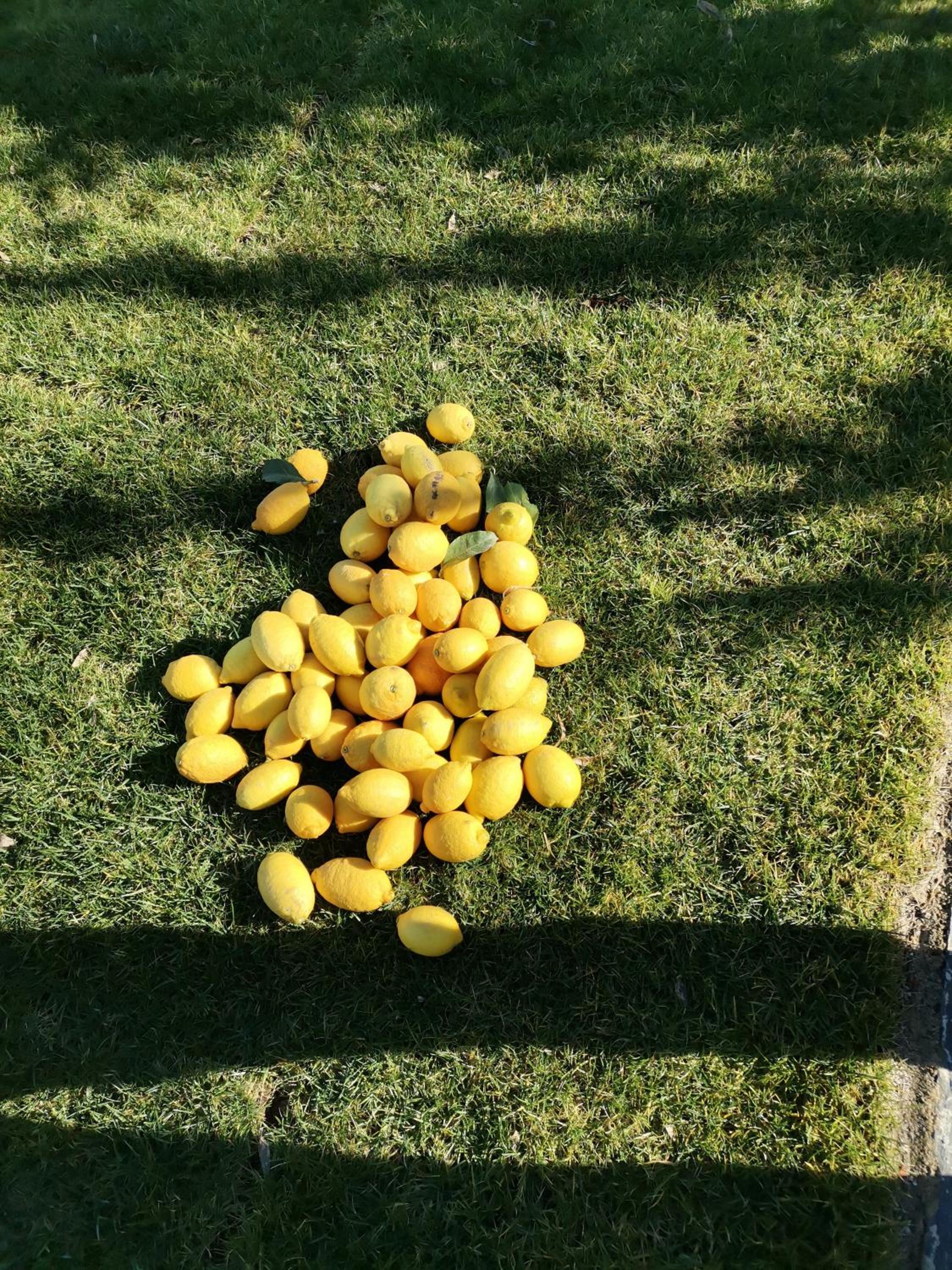 Photo 41