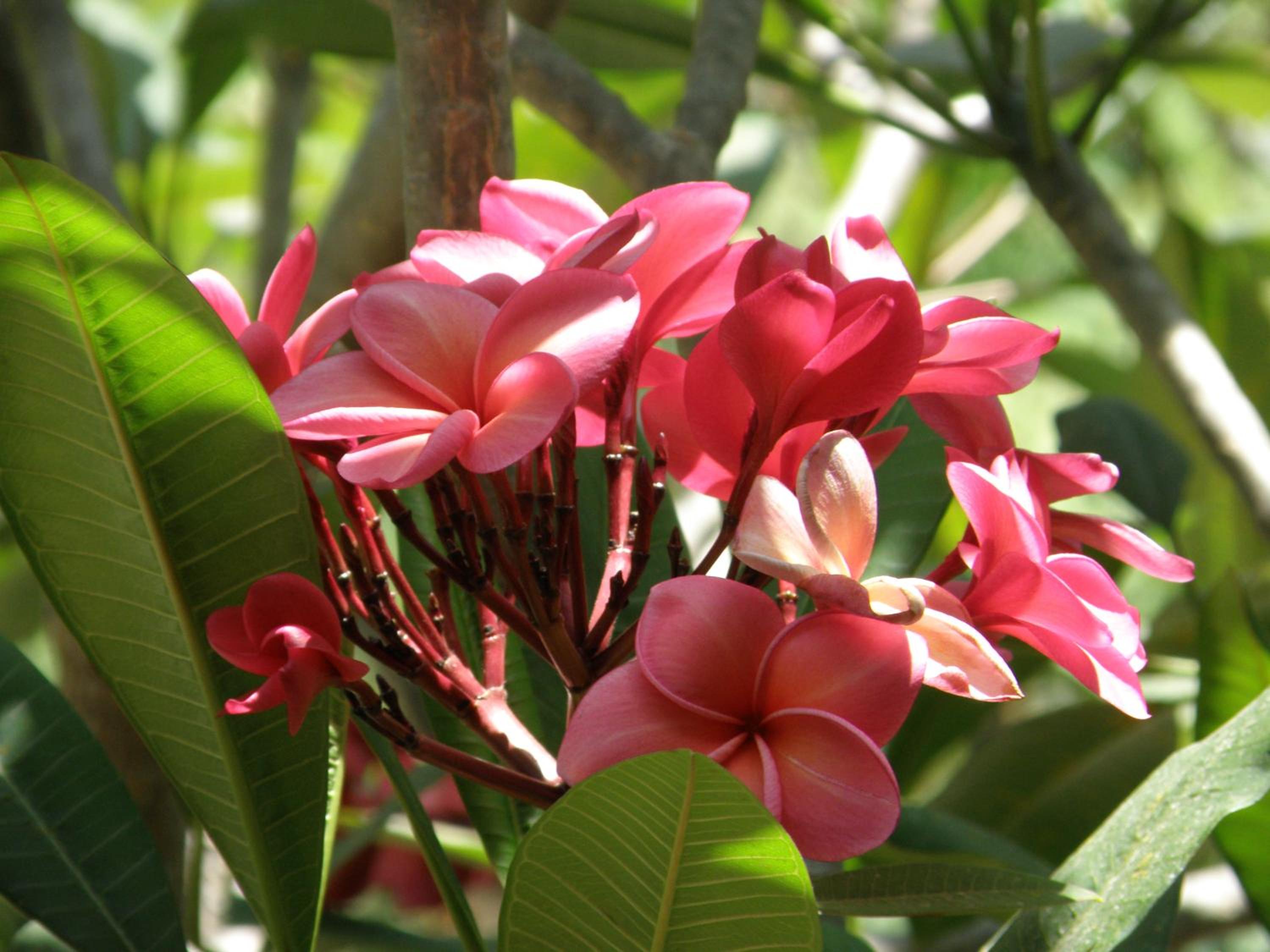 Pink House Guest House Lamai - Pool & Sea View