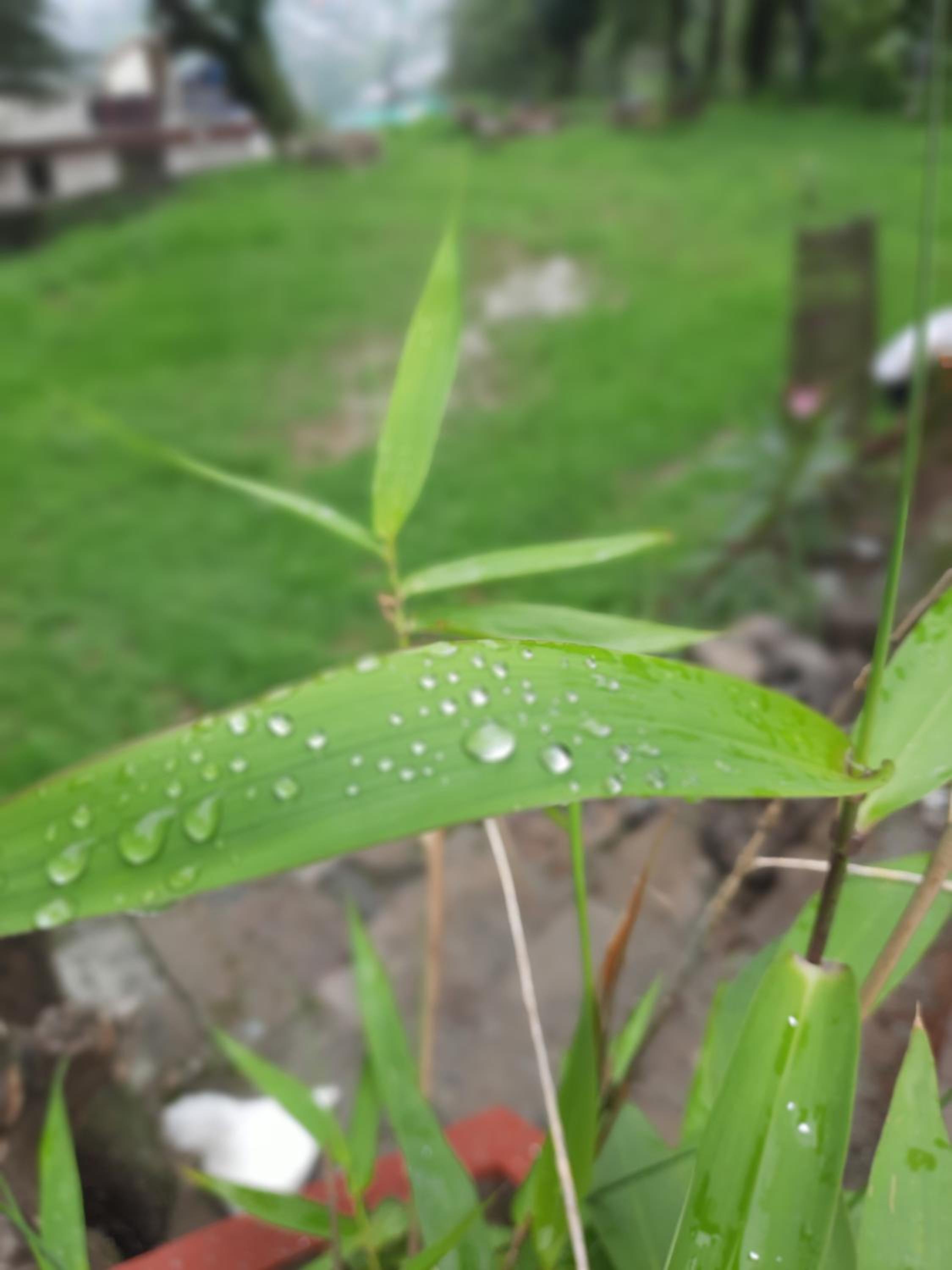Leela Cottages