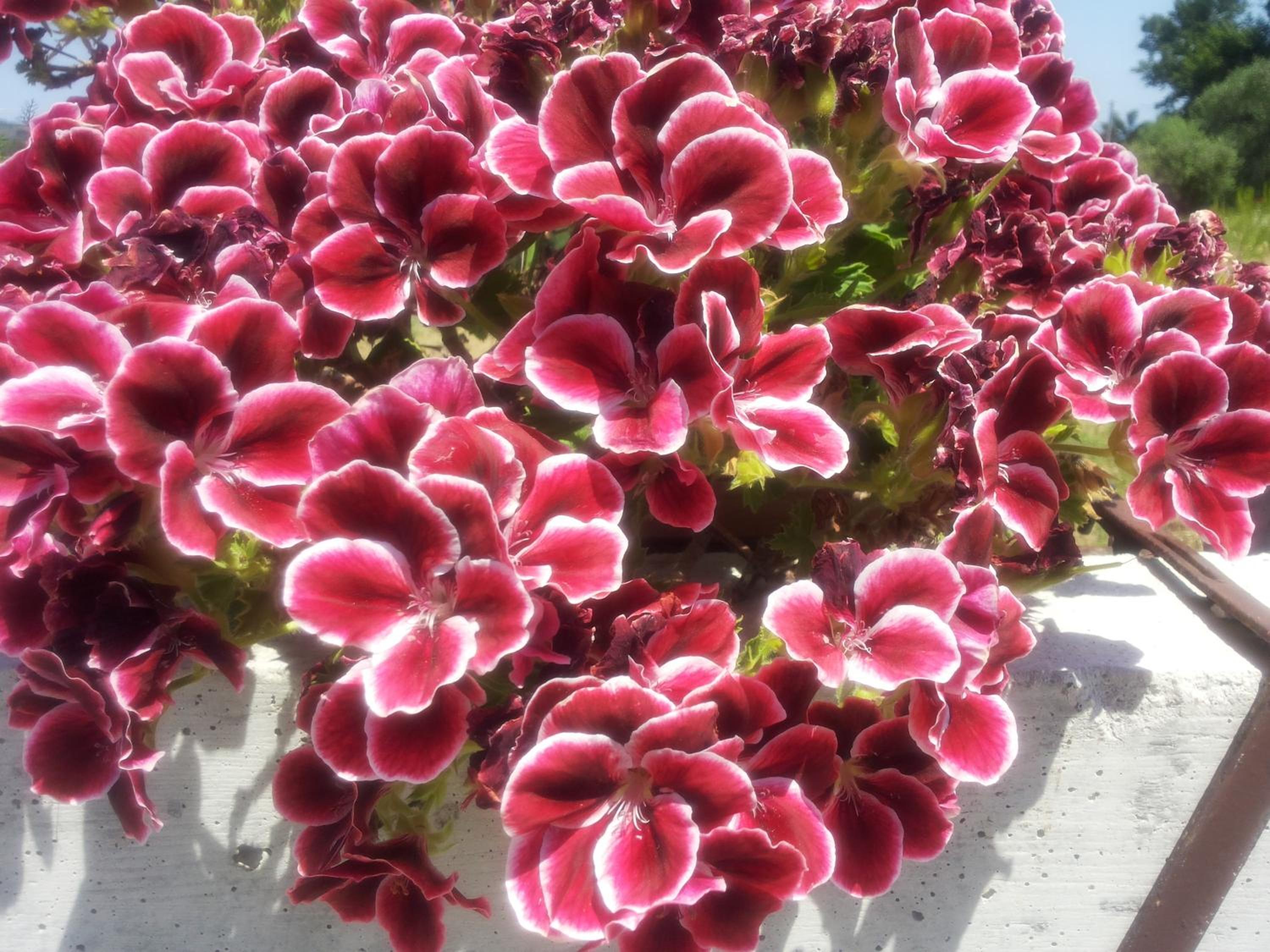B&B Il Giardino Mediterraneo
