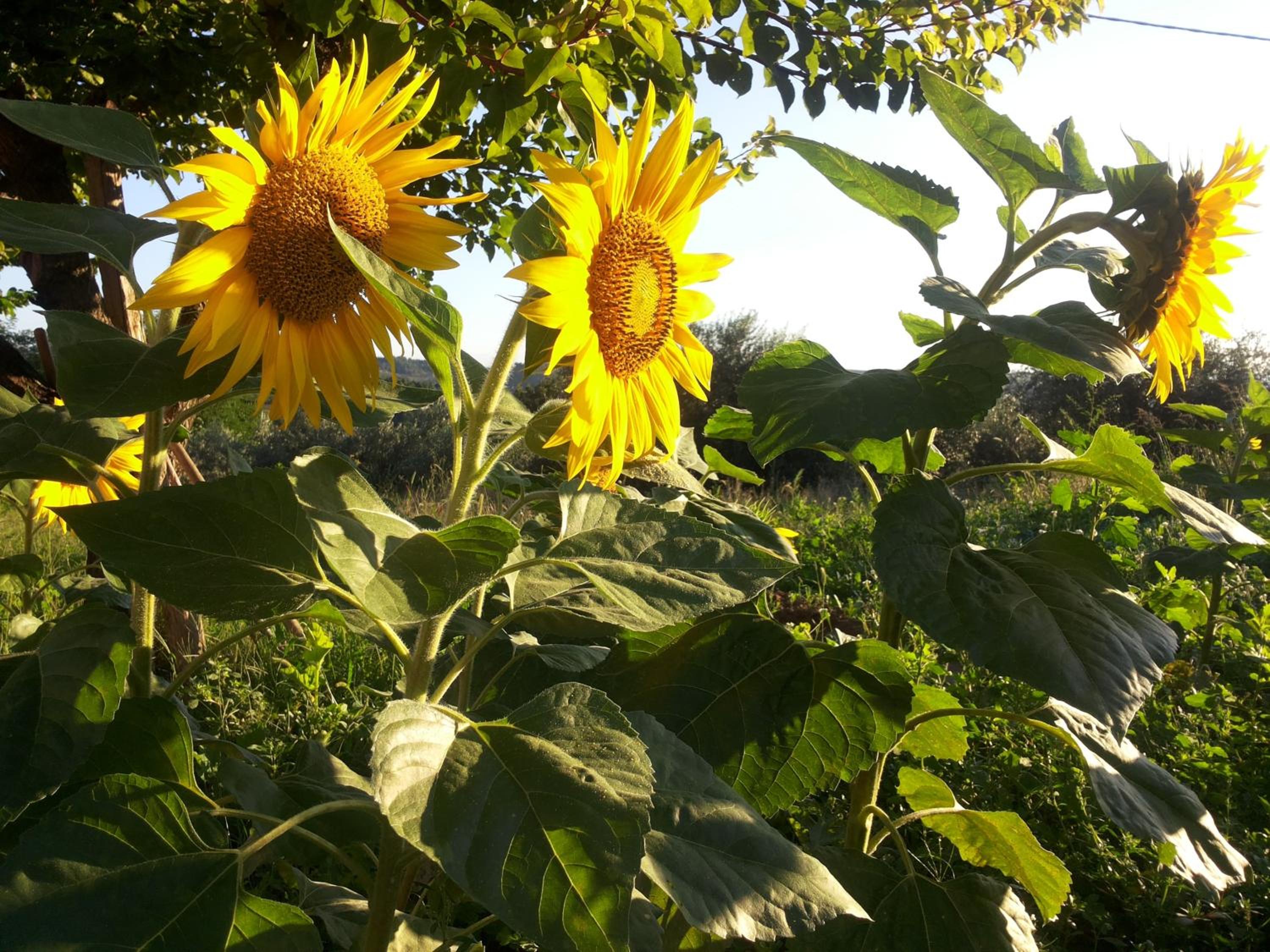 B&B Il Giardino Mediterraneo