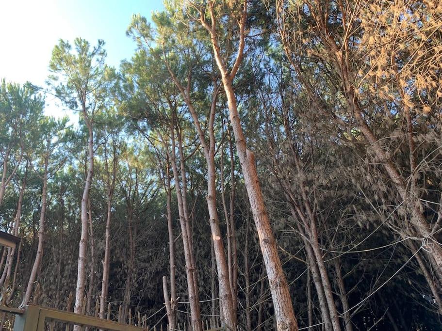 Forest Cottage - middle of forest & near the beach