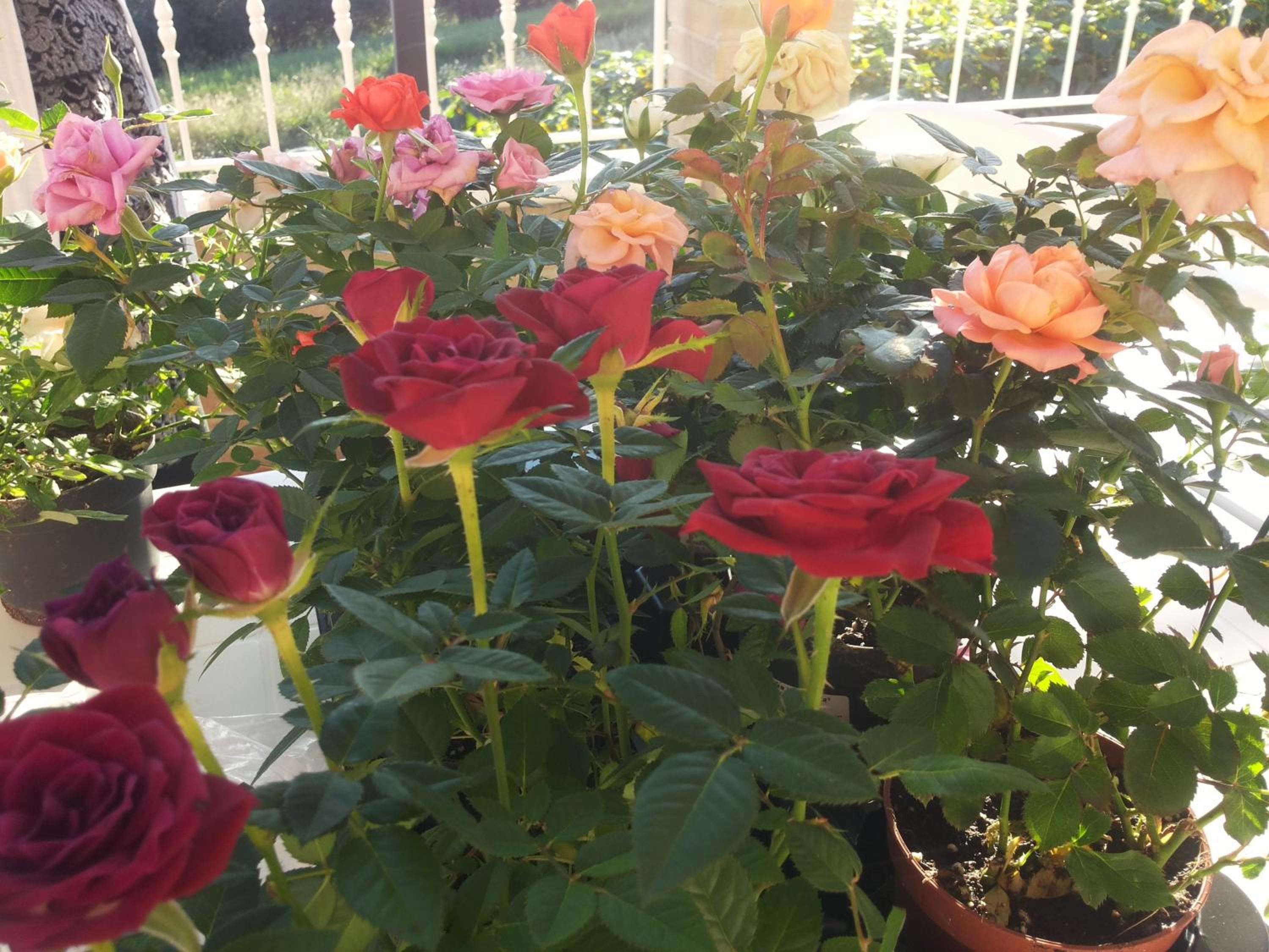B&B Il Giardino Mediterraneo