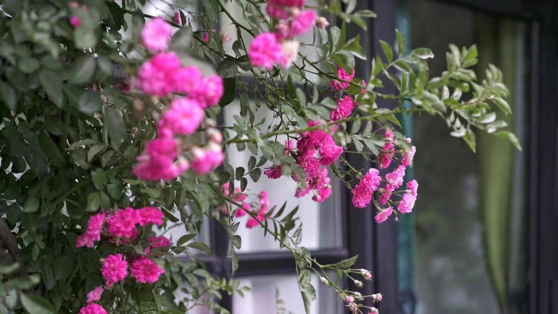 Encounter Garden Great Wall Holiday Guesthouse