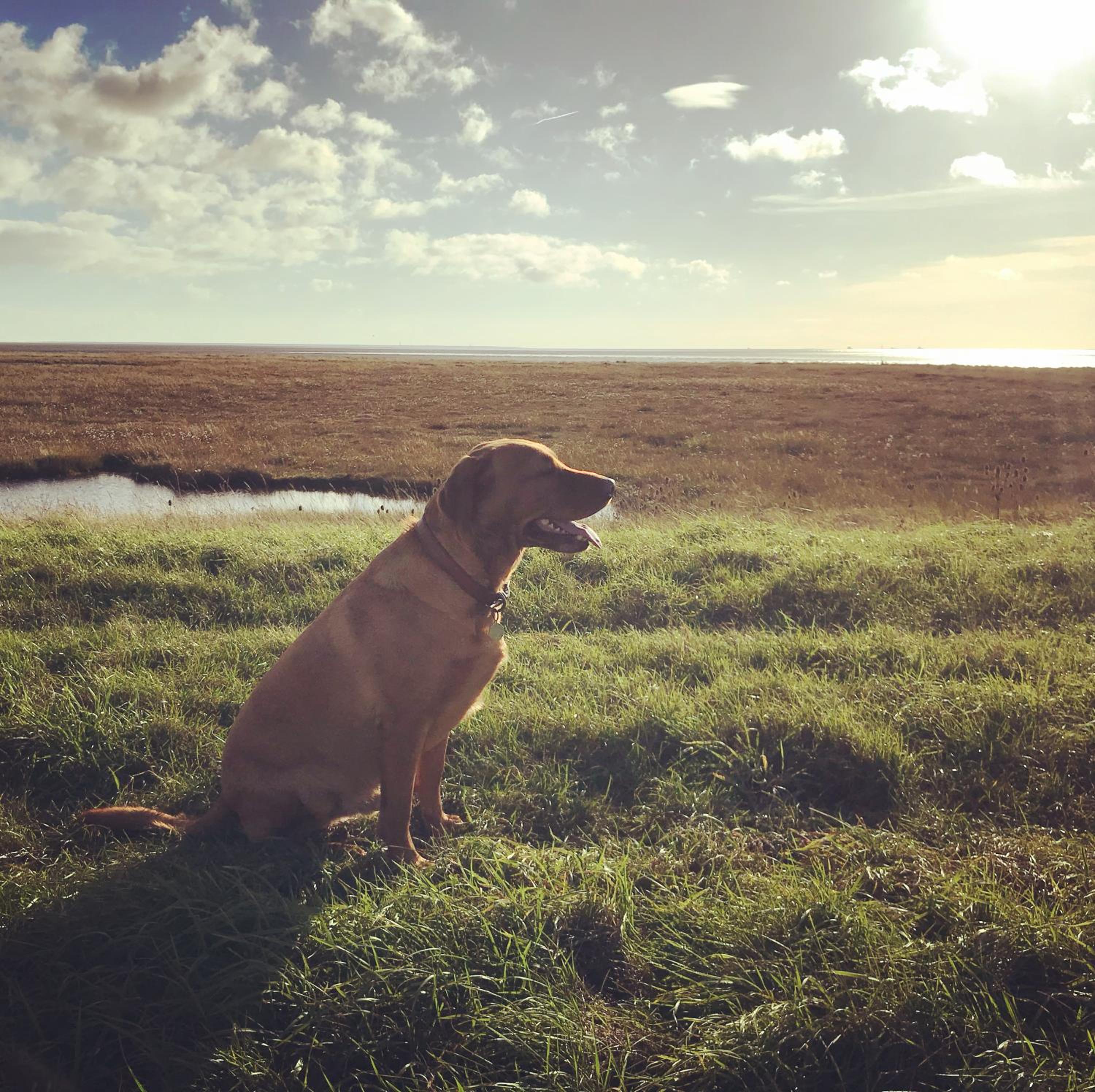 Primrose Holiday Cottage, Dog Friendly, Hot Tub, Winestead, East Yorkshire Coast view 5