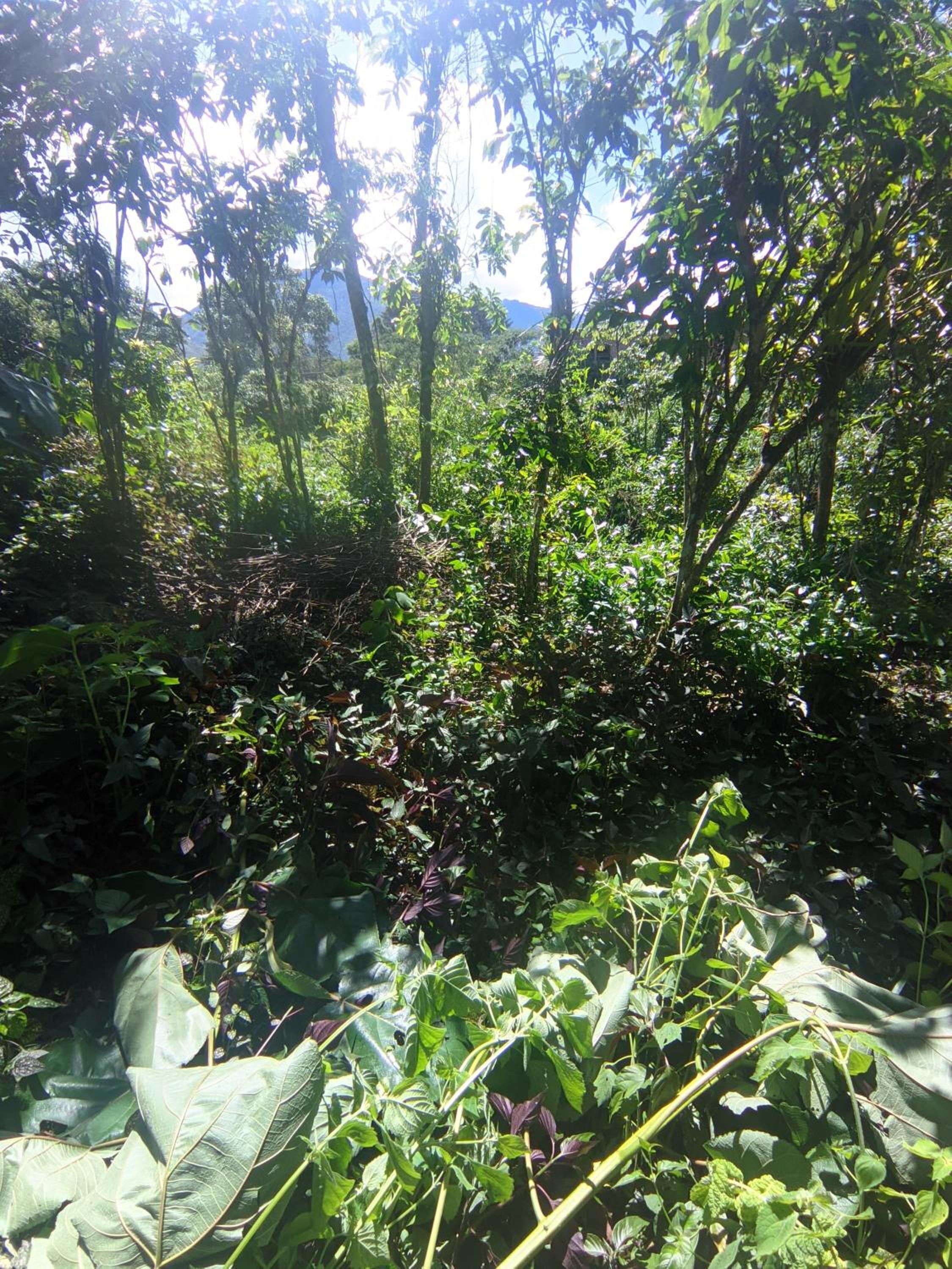 la casa de mamá