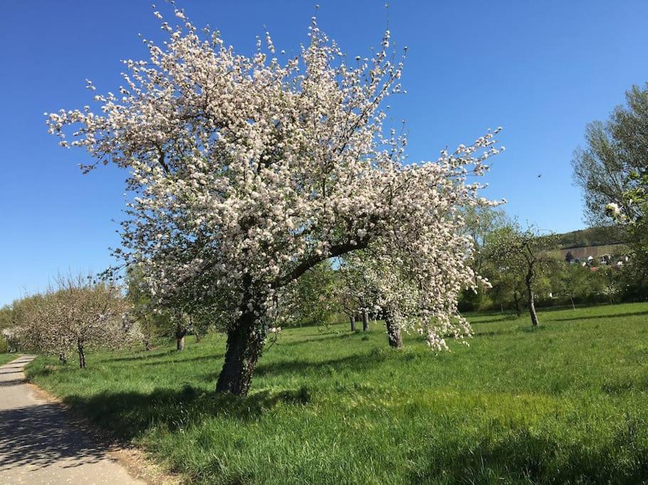 Ferienwohnung Weinbergsblick optimale Stadtnähe