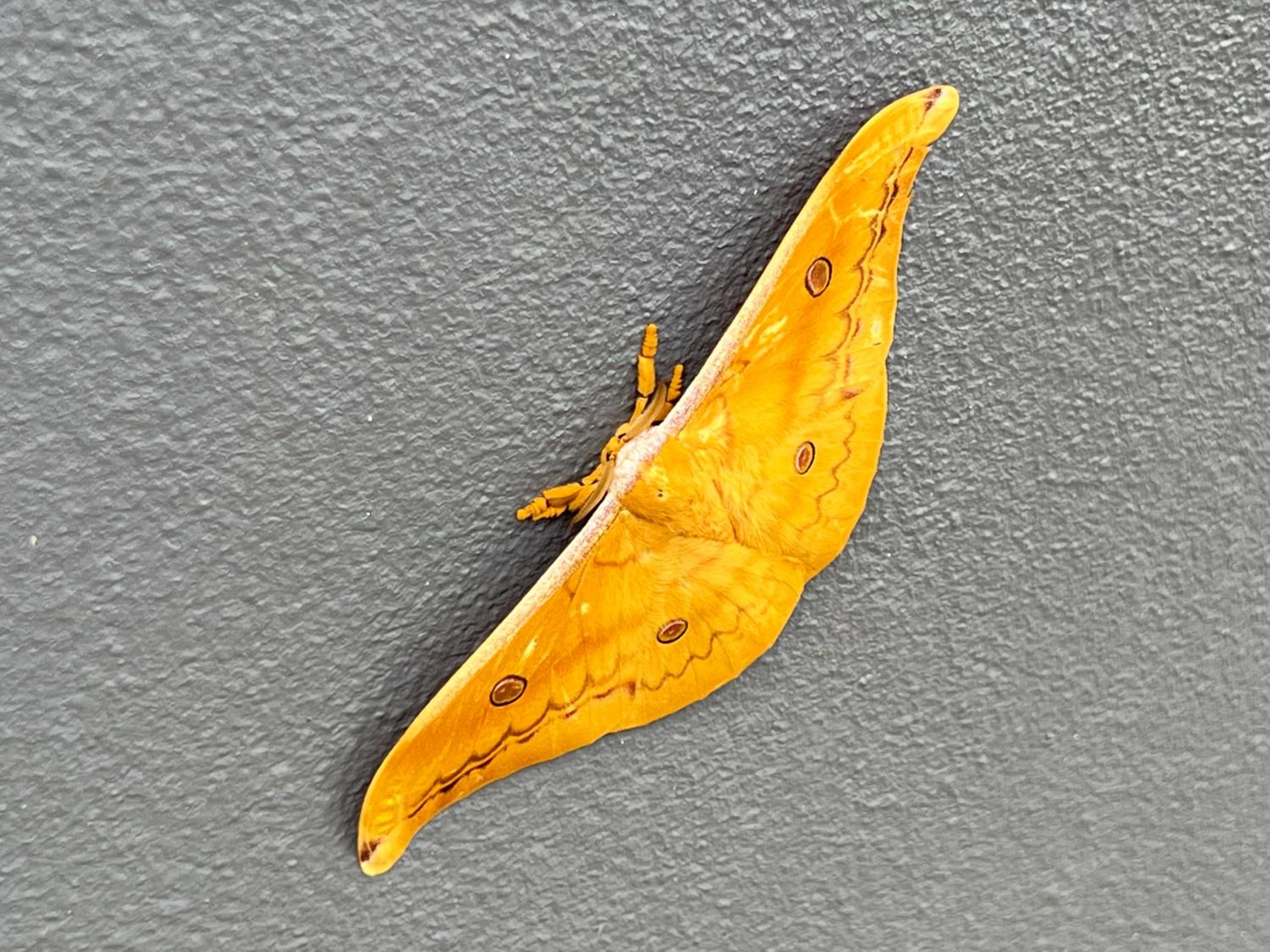TANJUNG GROVE VILLAS