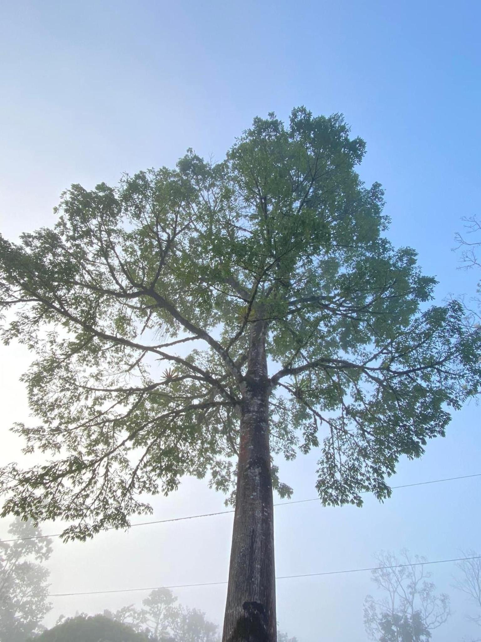 Bosque Azul de Osa