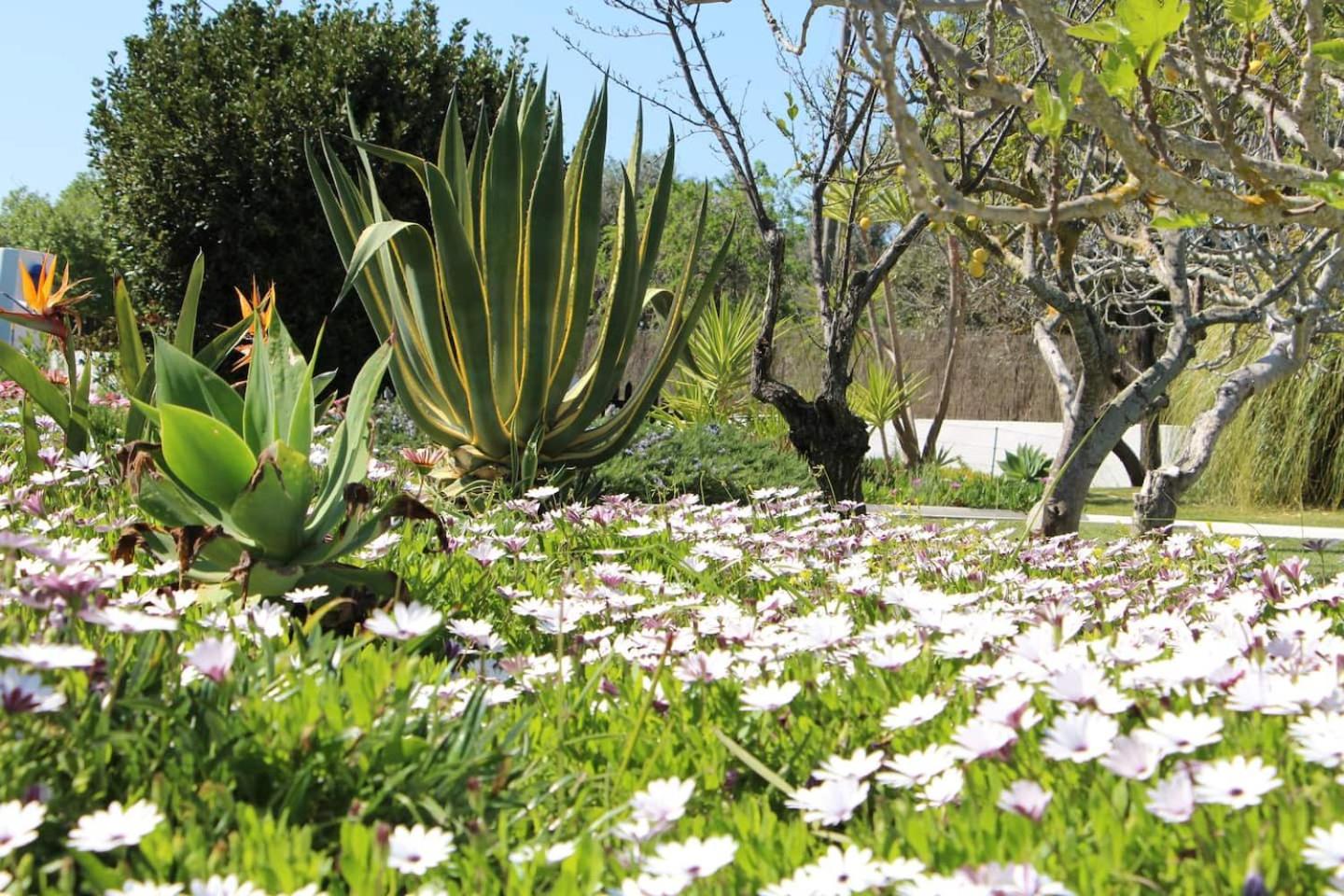 Casa Azul Beach and Peaceful Garden Oasis view 3