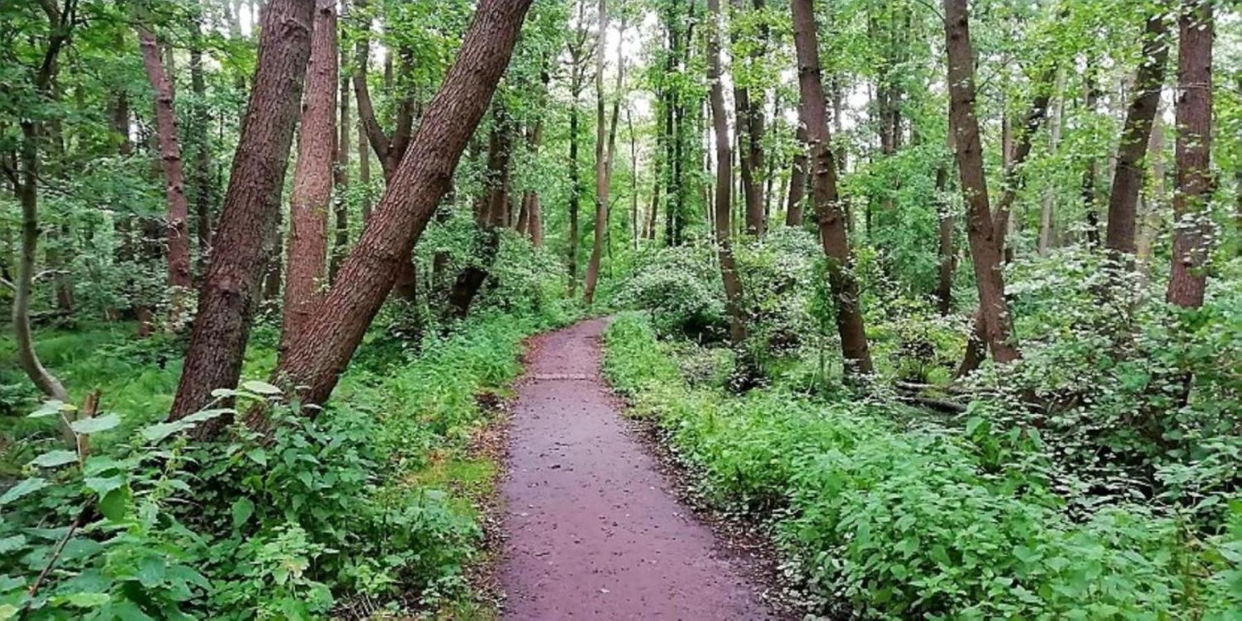 Ferienwohnung Ostsee Graal-Müritz Küstenwald
