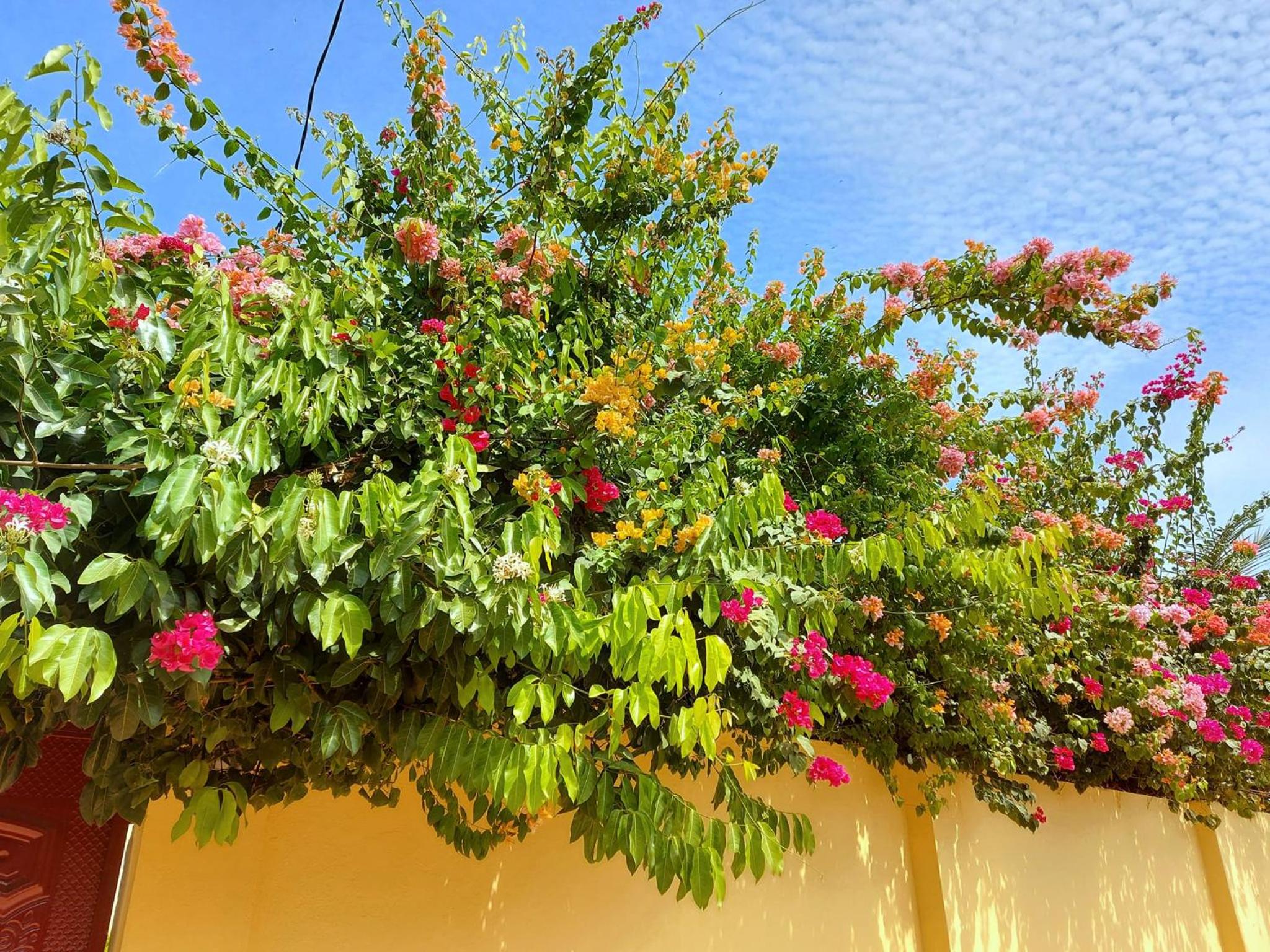 Bougainvillea House