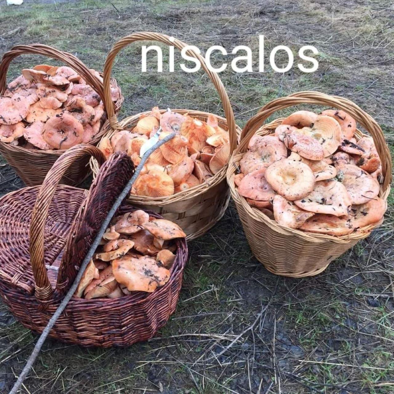 NUESTRA SEÑORA DEL PINAR