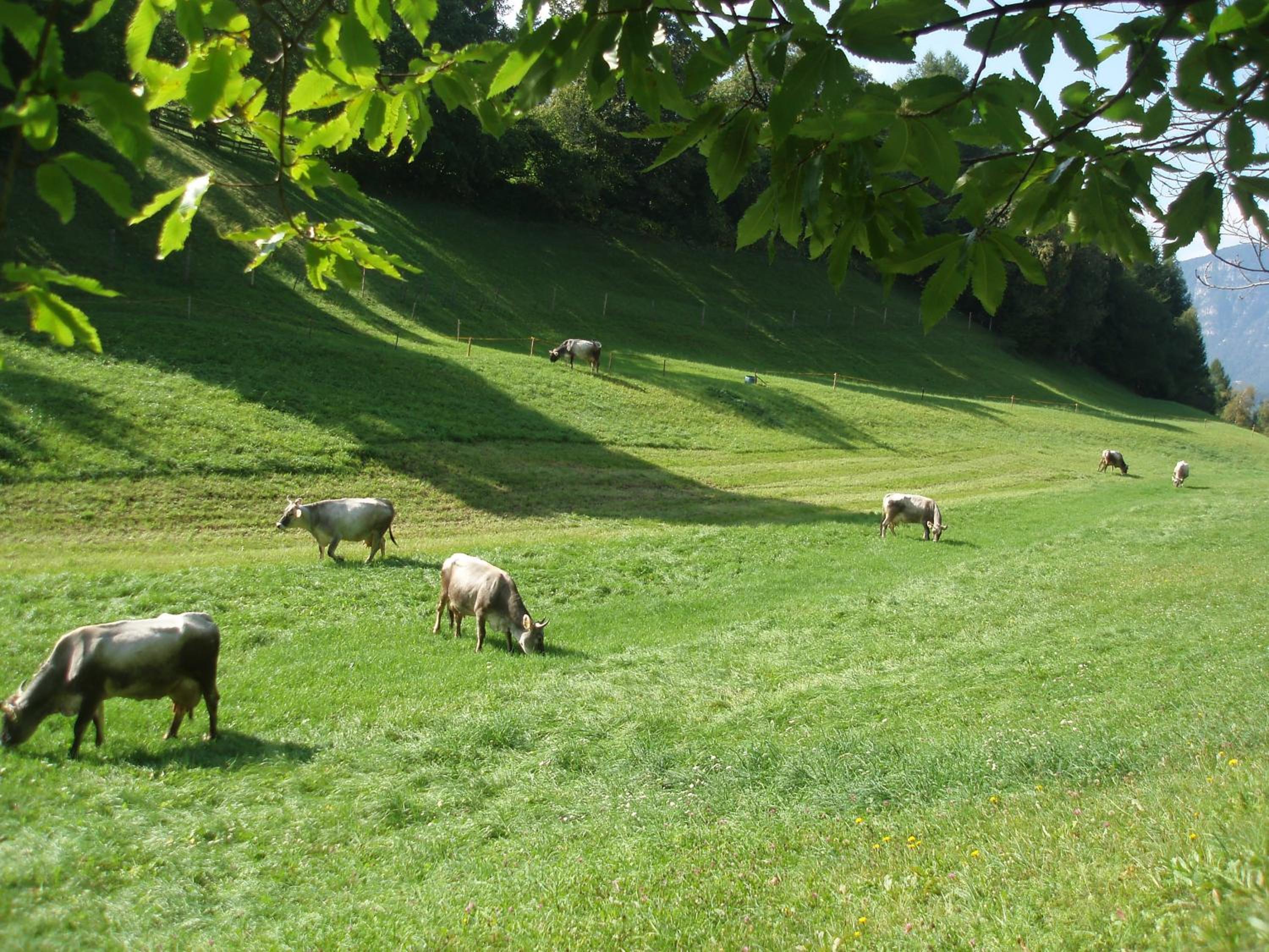 Tinnerhof