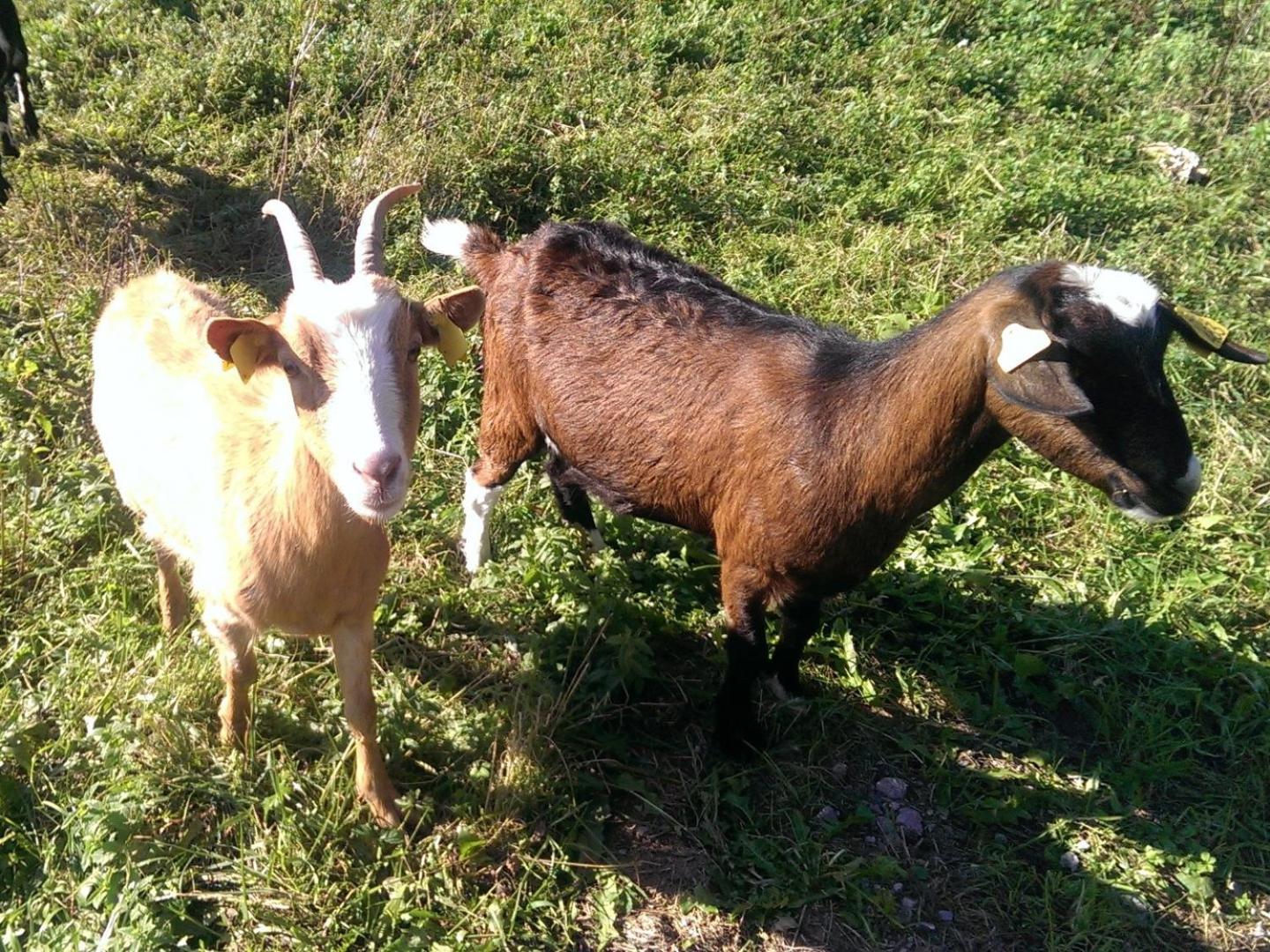Photo 46