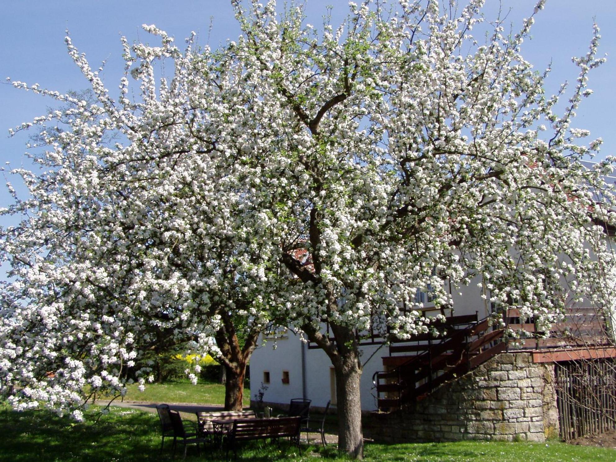 Ferienwohnung Obermühle