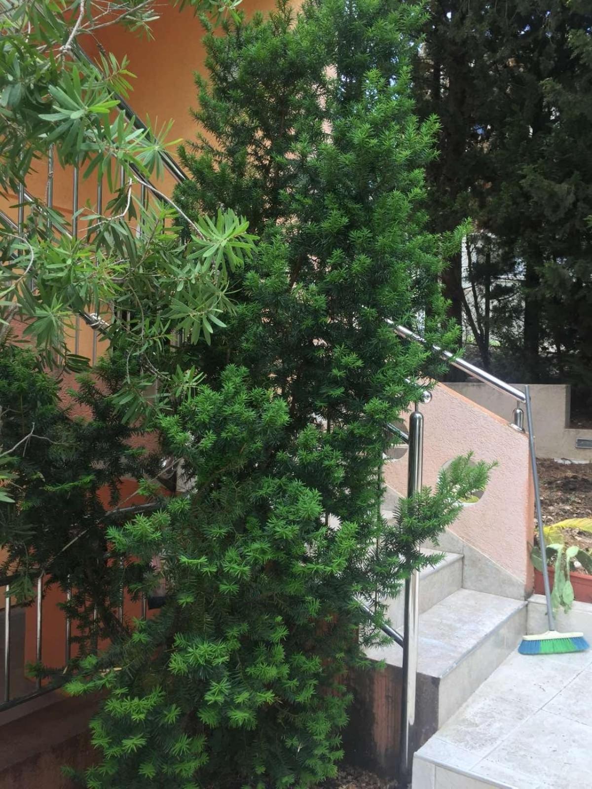 Ruza vetrova view 3