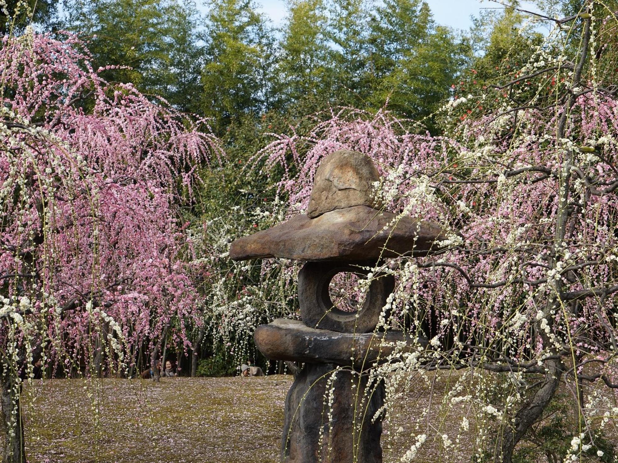 JAPANING Senkyu