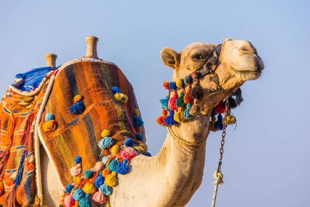 Bedouin Lodge Luxor