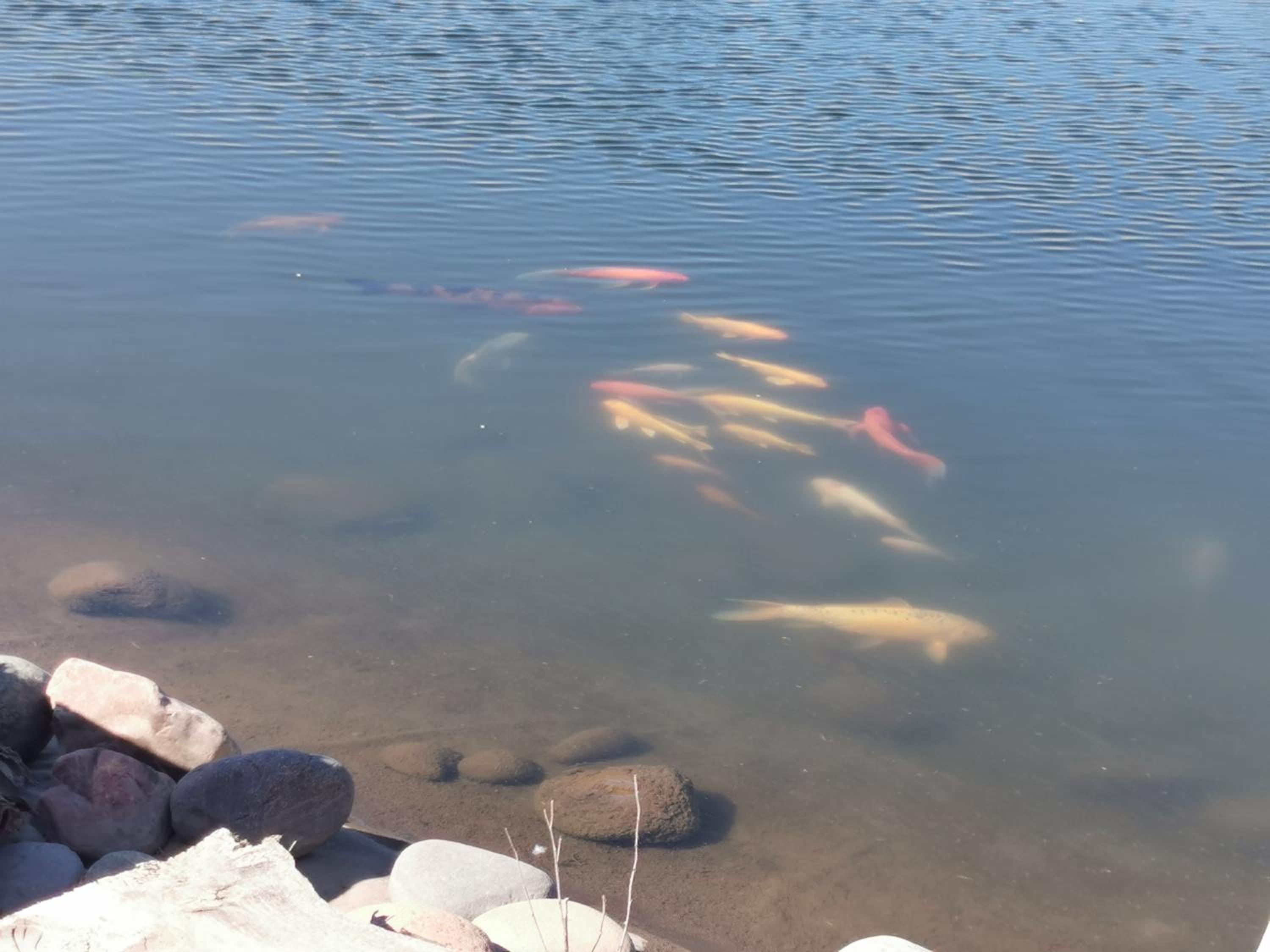 Complejo Koi