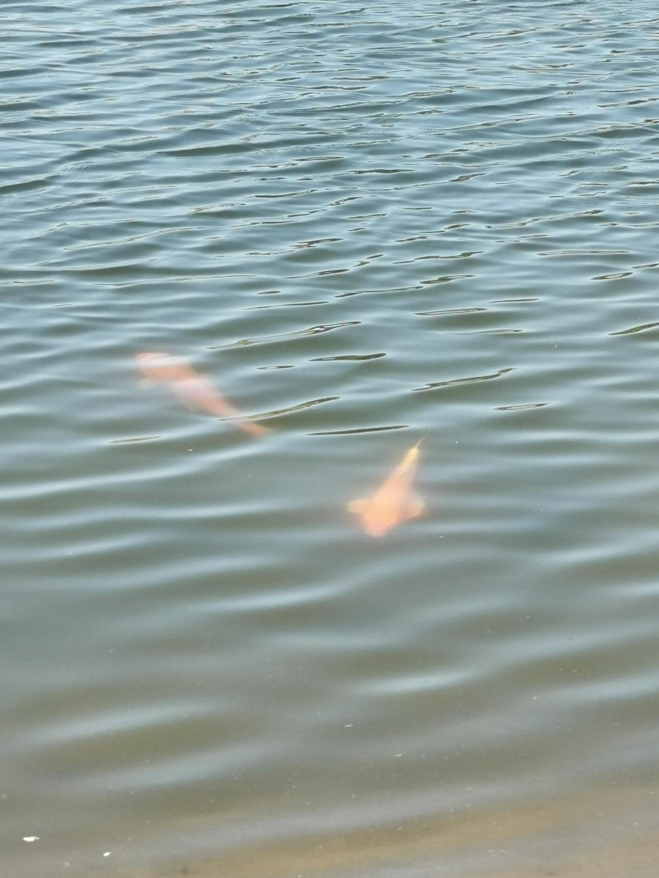 Complejo Koi