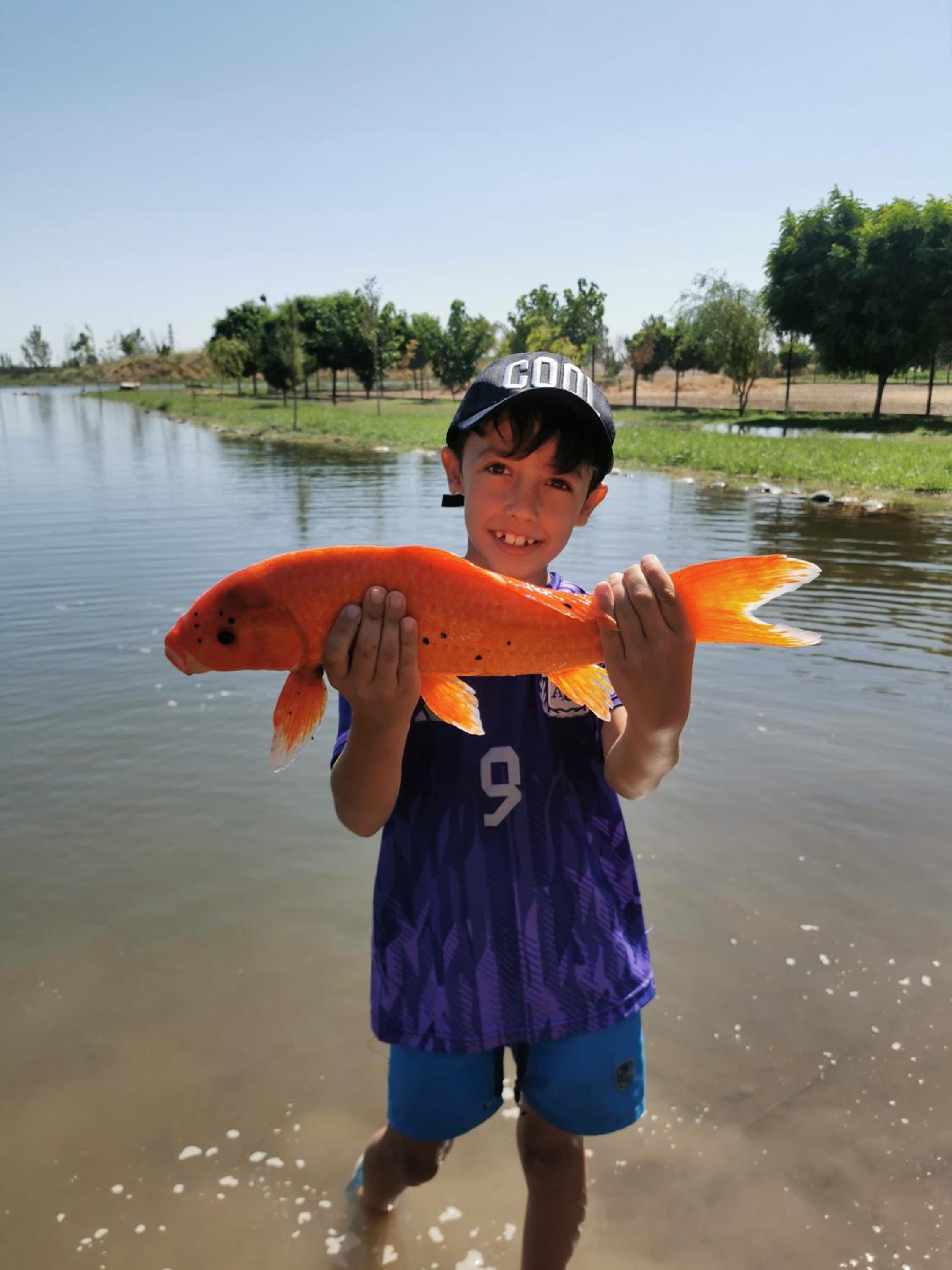 Complejo Koi