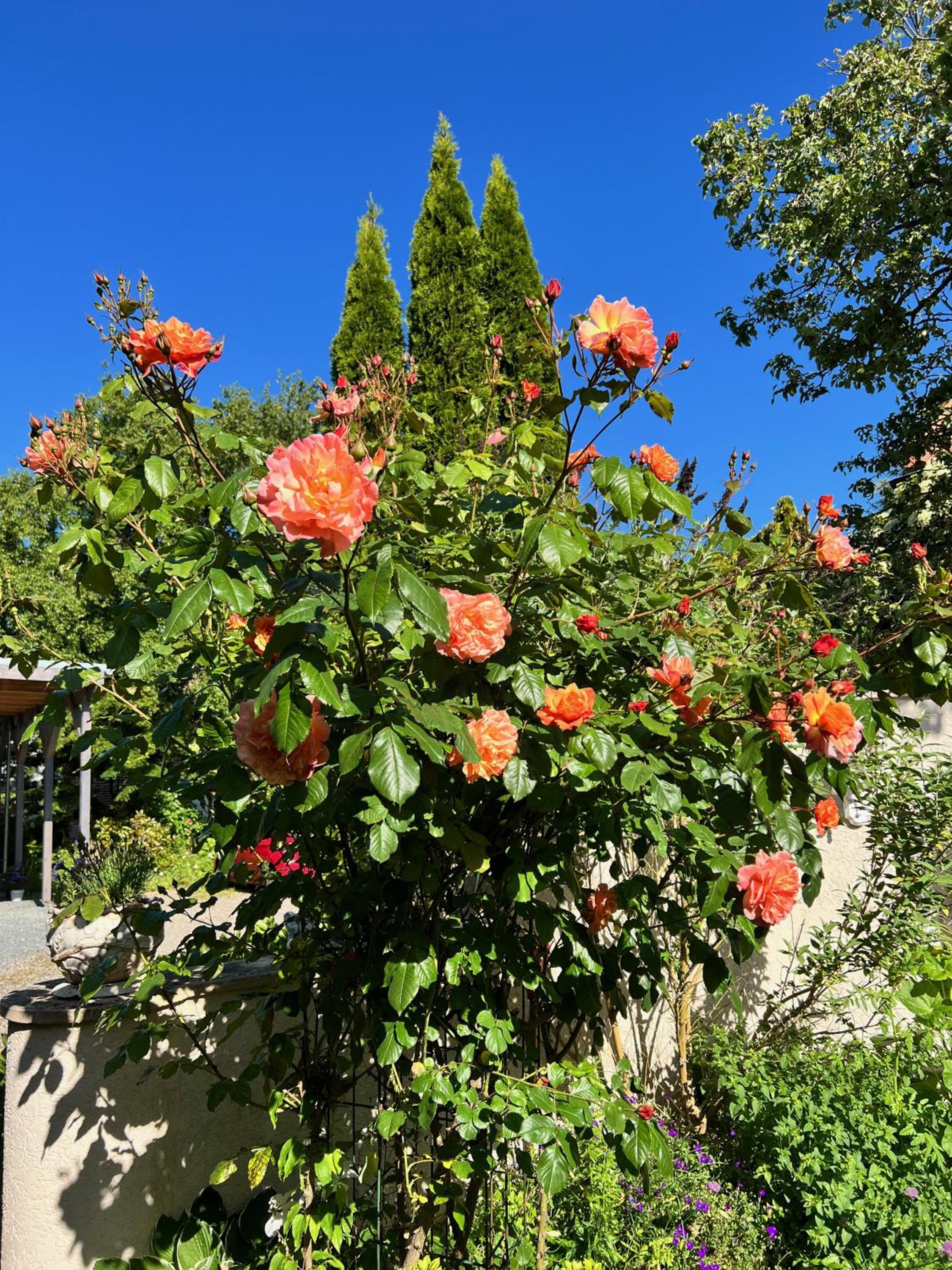 Villa Rosengarten auf der Sonneninsel Fehmarn