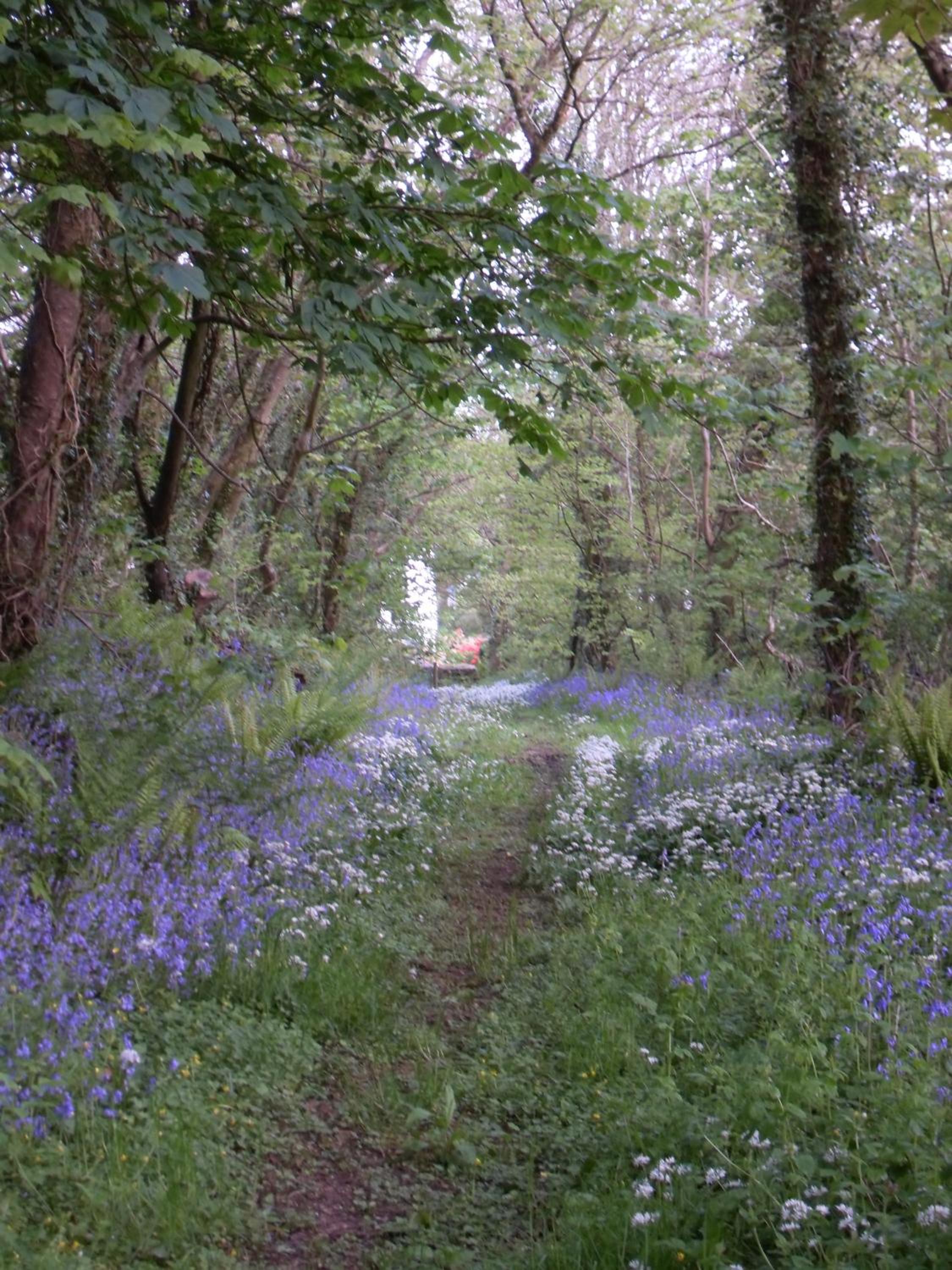 Priskilly Forest Country House view 5