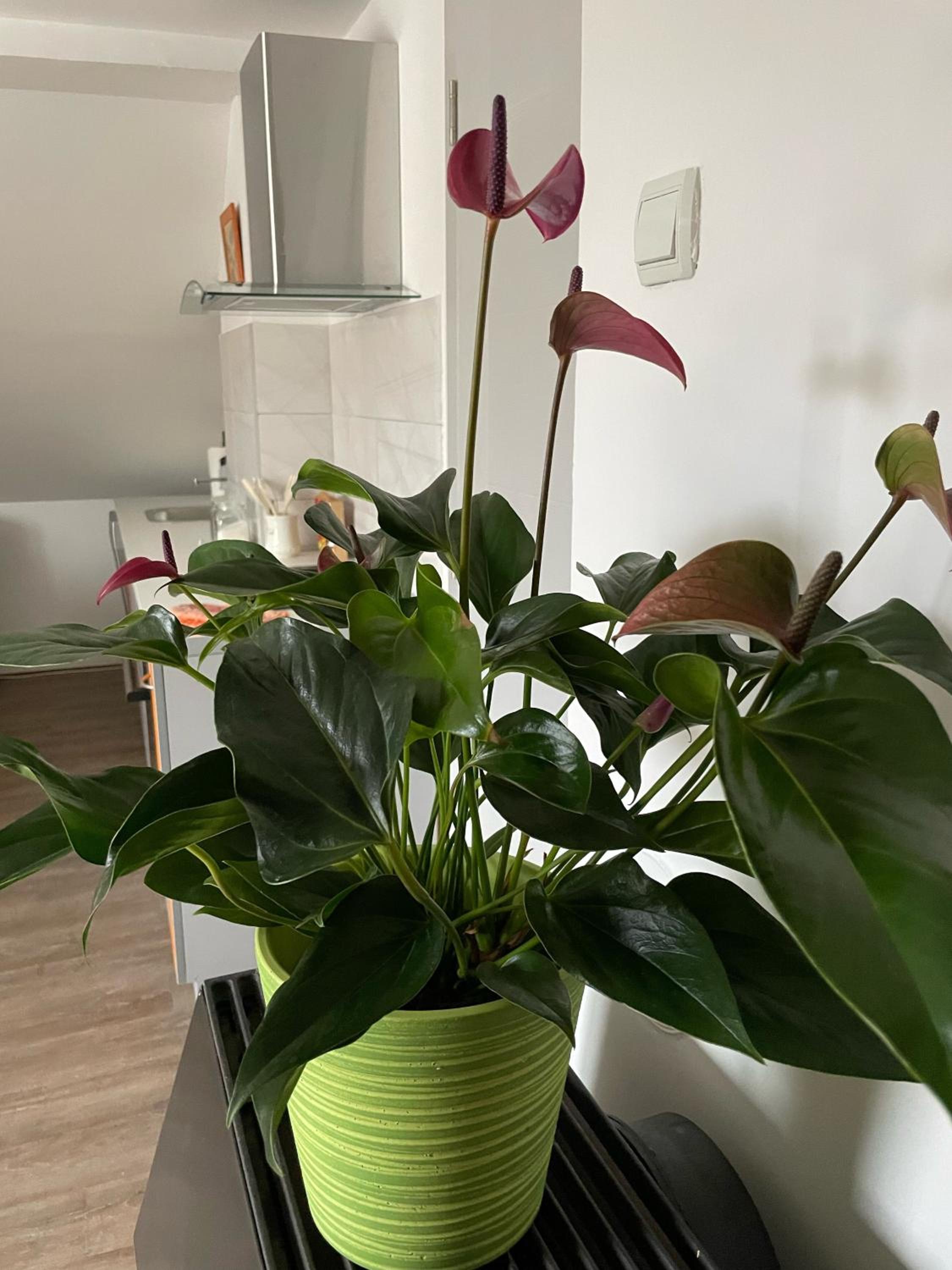 Delfin apartment