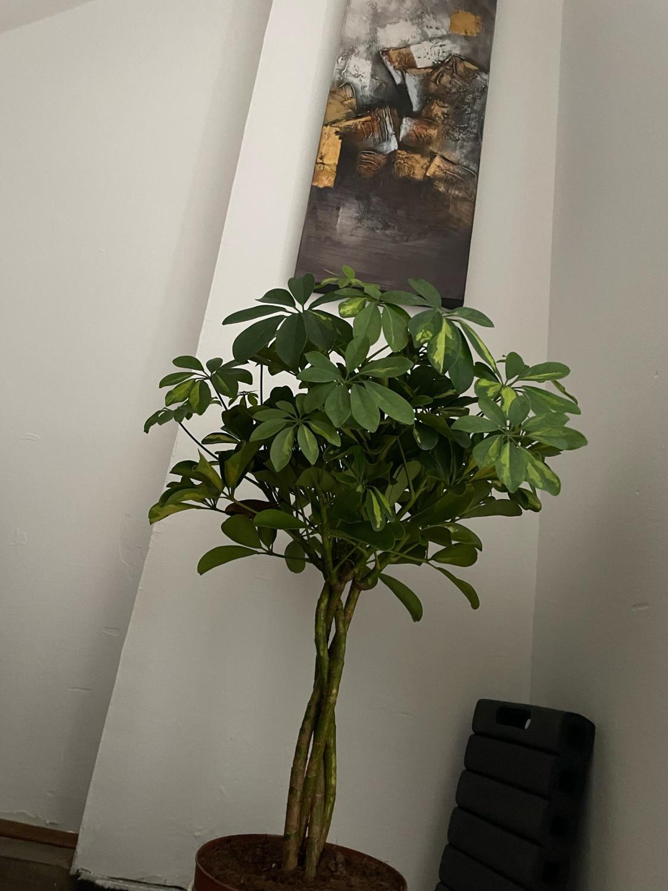 Delfin apartment
