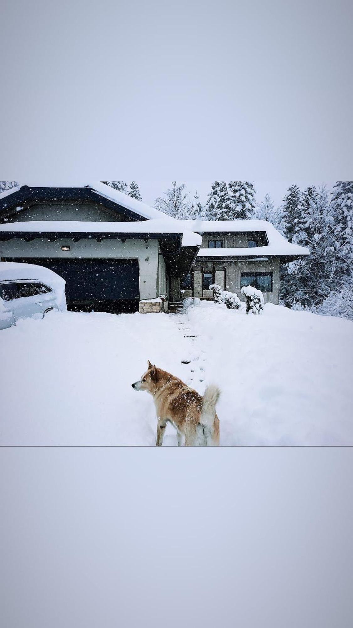 LYNX HOUSE