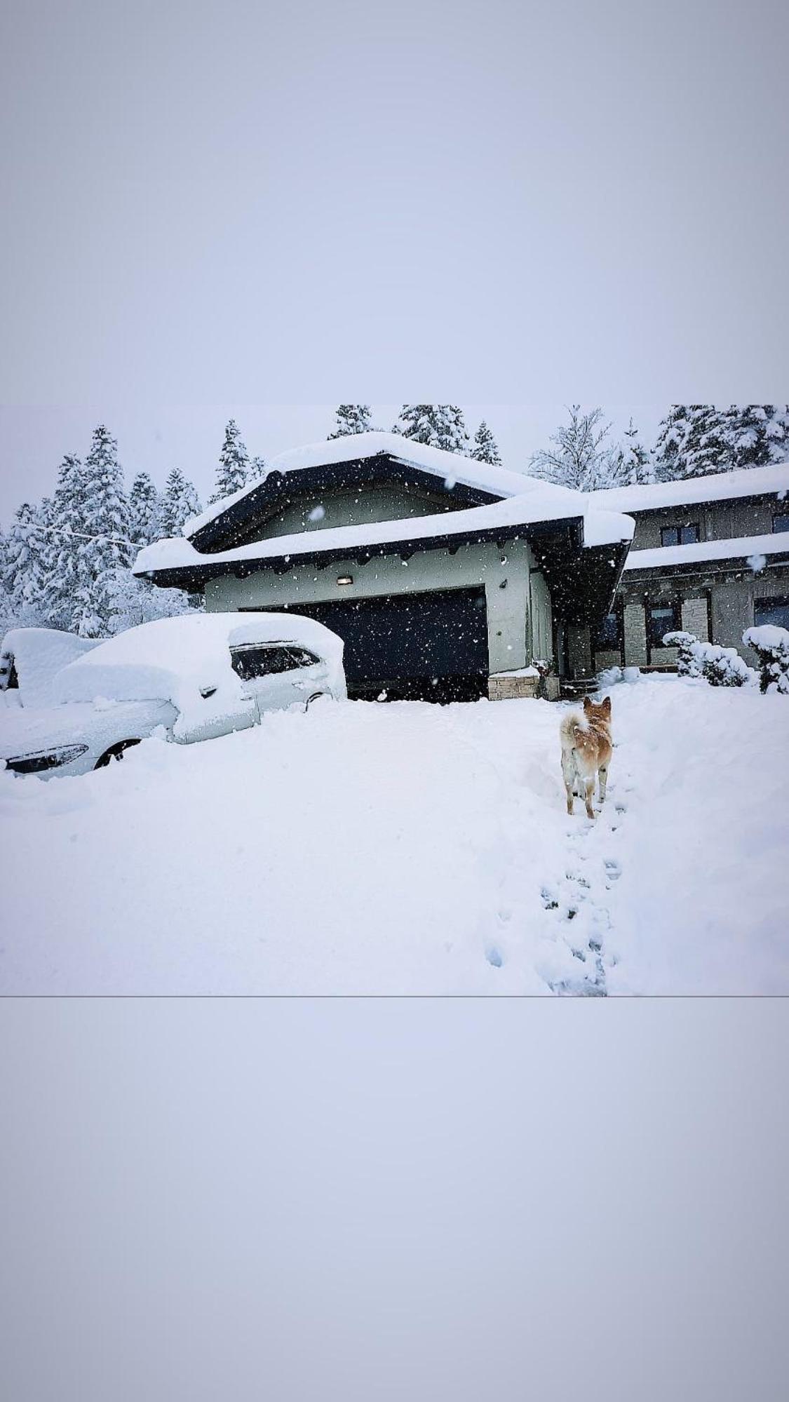 LYNX HOUSE