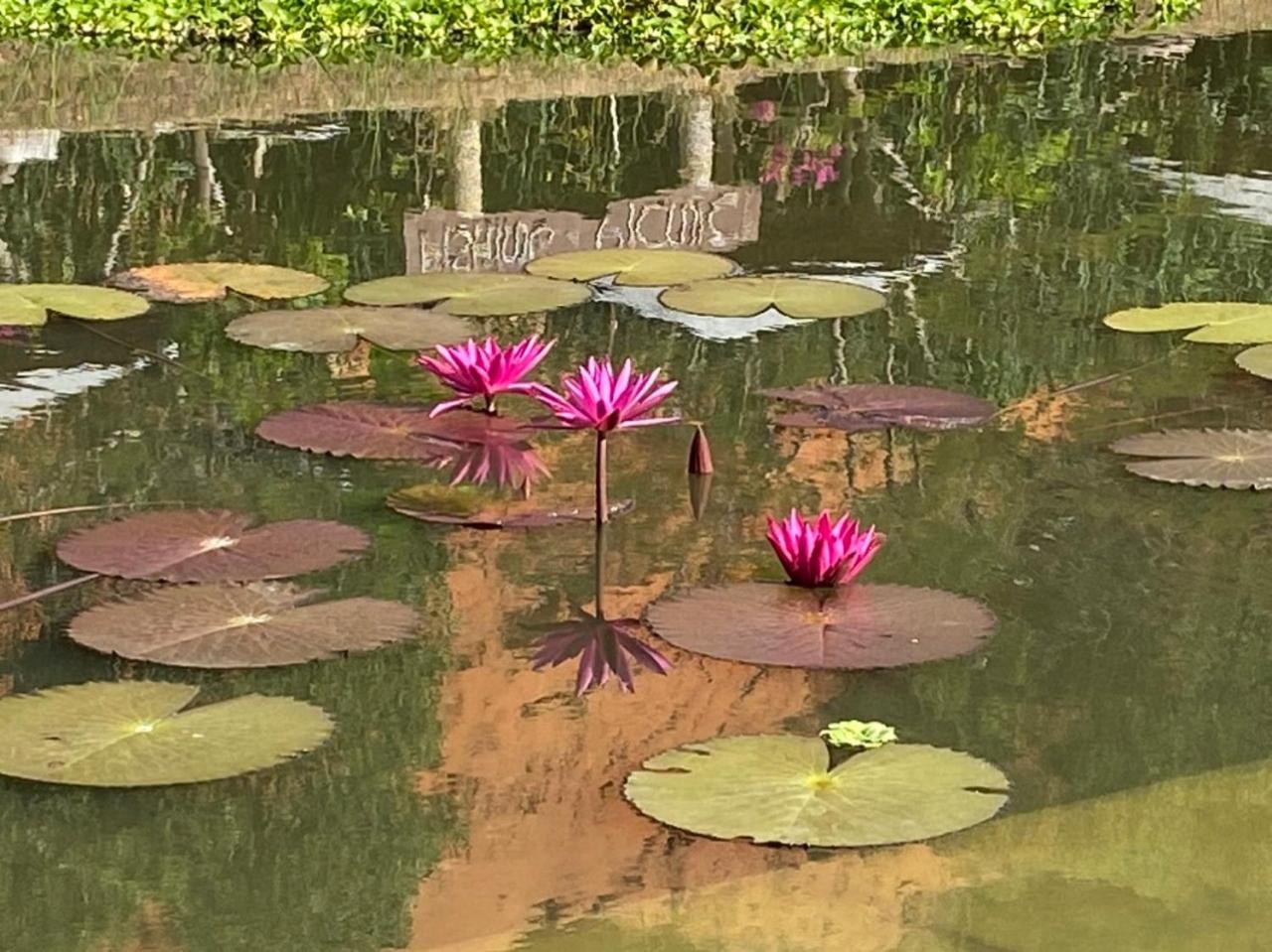 Vita Garden Homestay