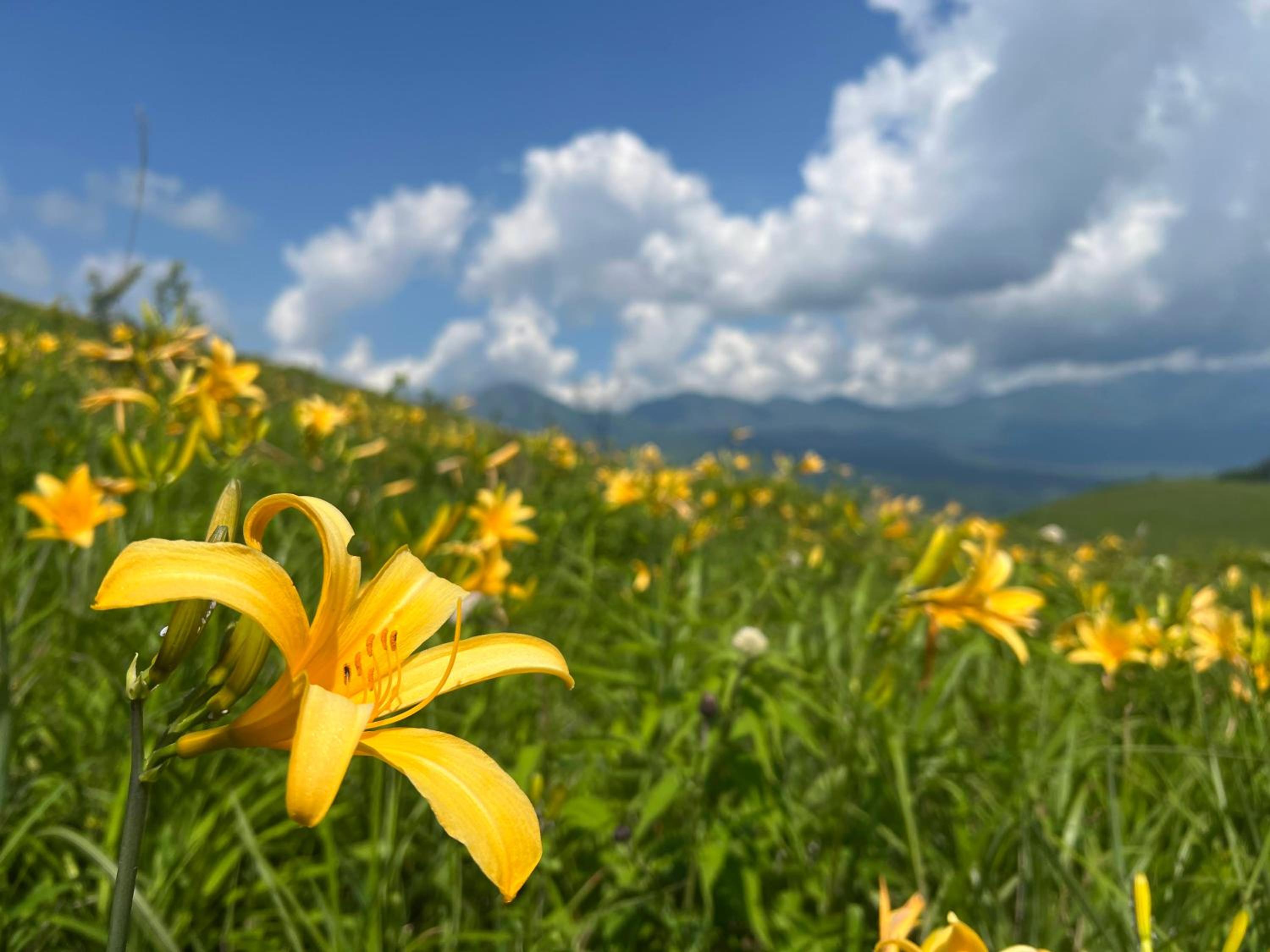 Pension Wildflowers