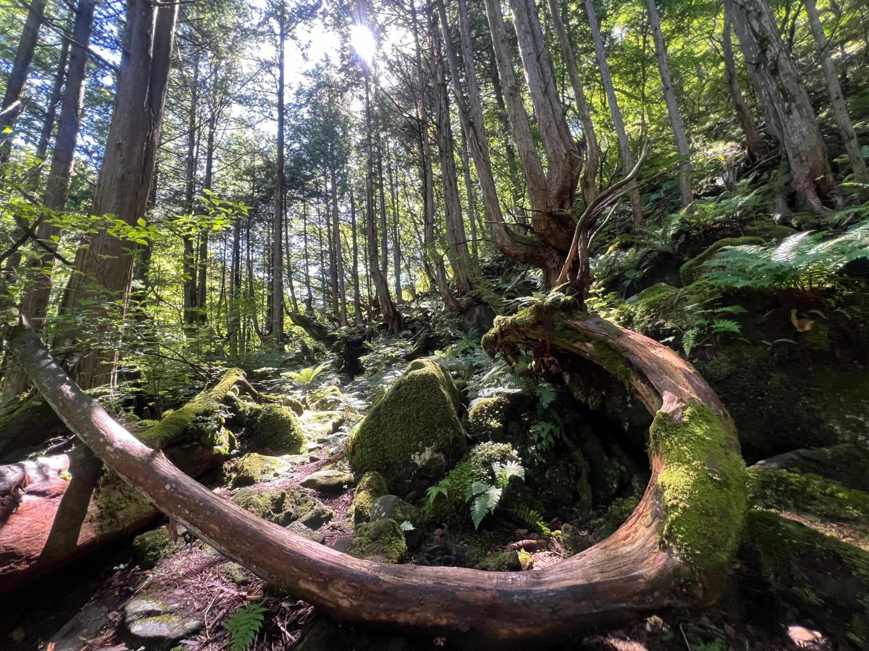 Pension Wildflowers