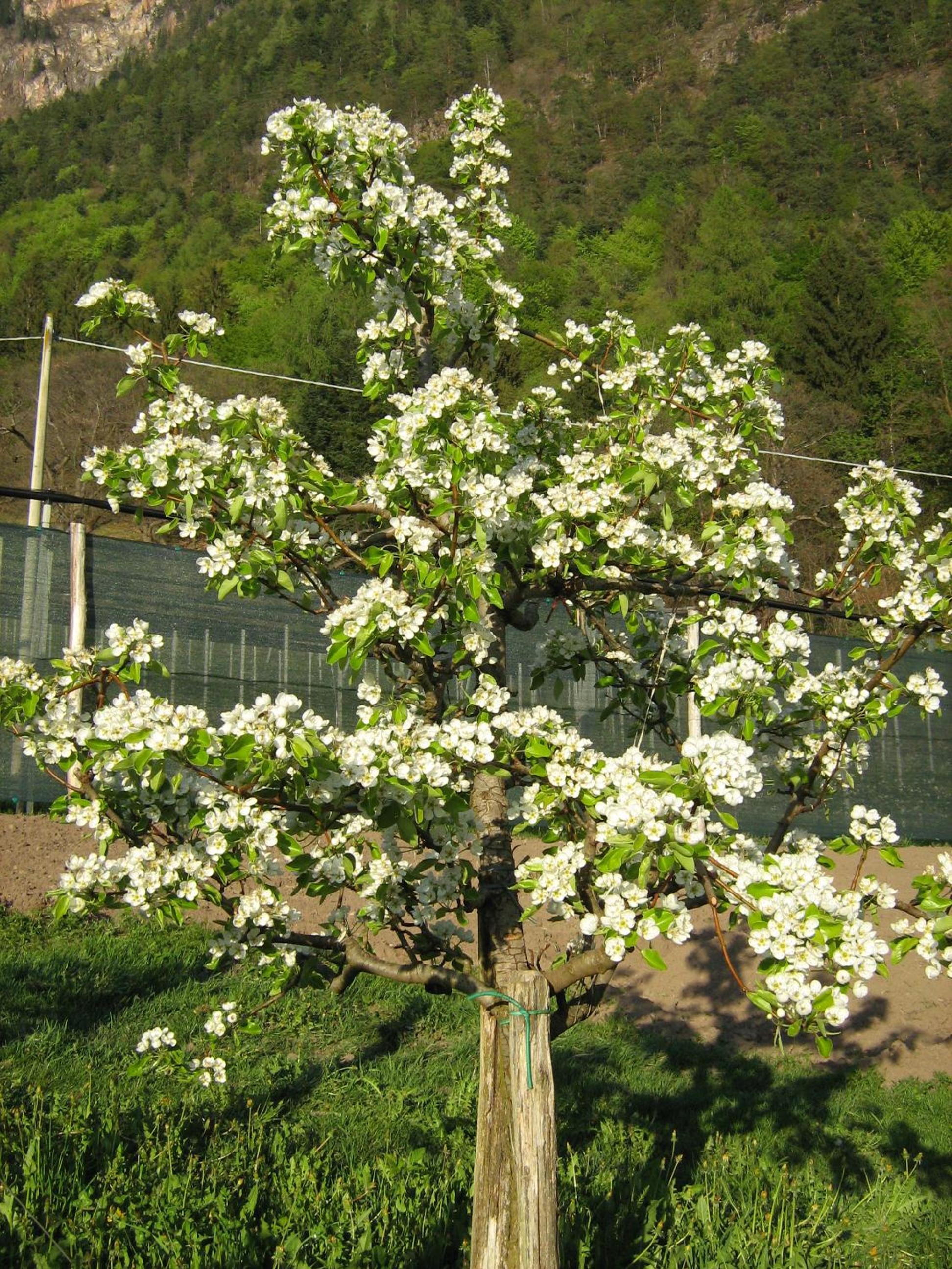 Altebnerhof