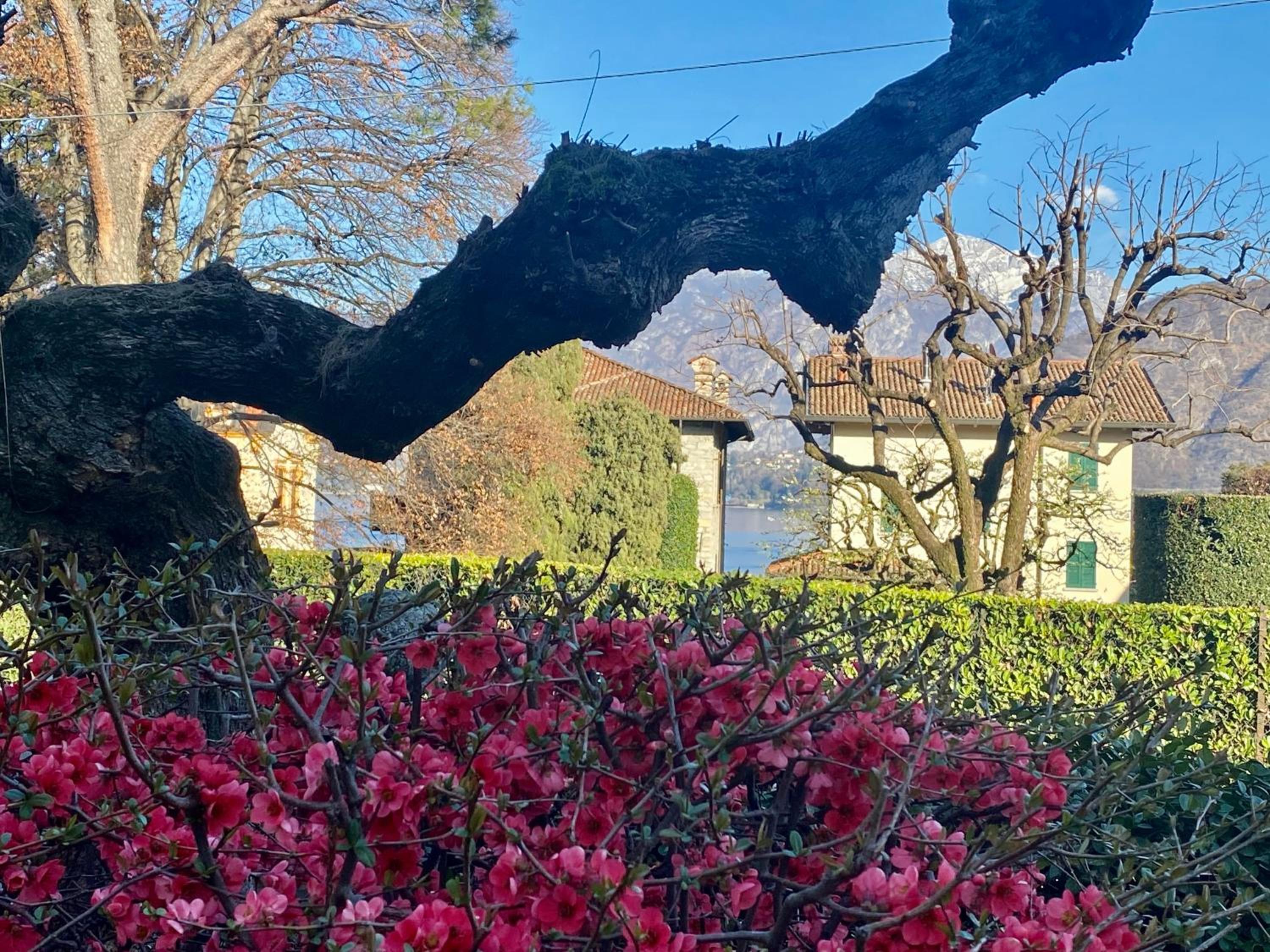Villa Magnolia - Lake Como view 3