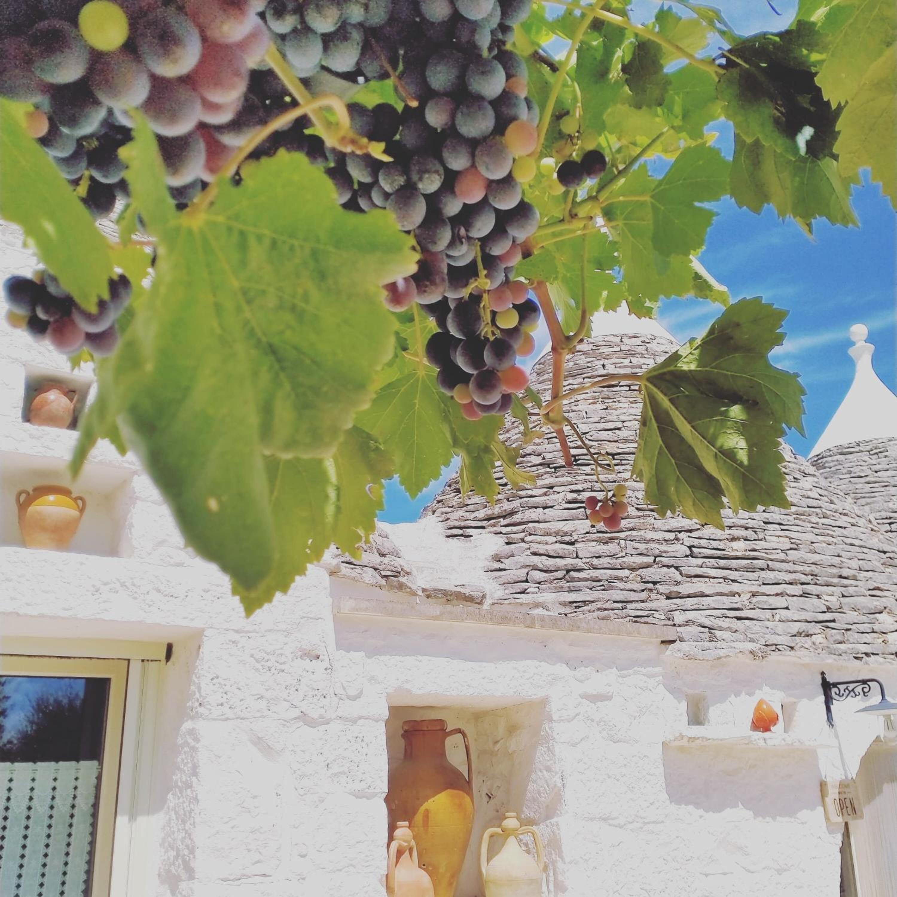 B&B Masseria Nuove Caselle