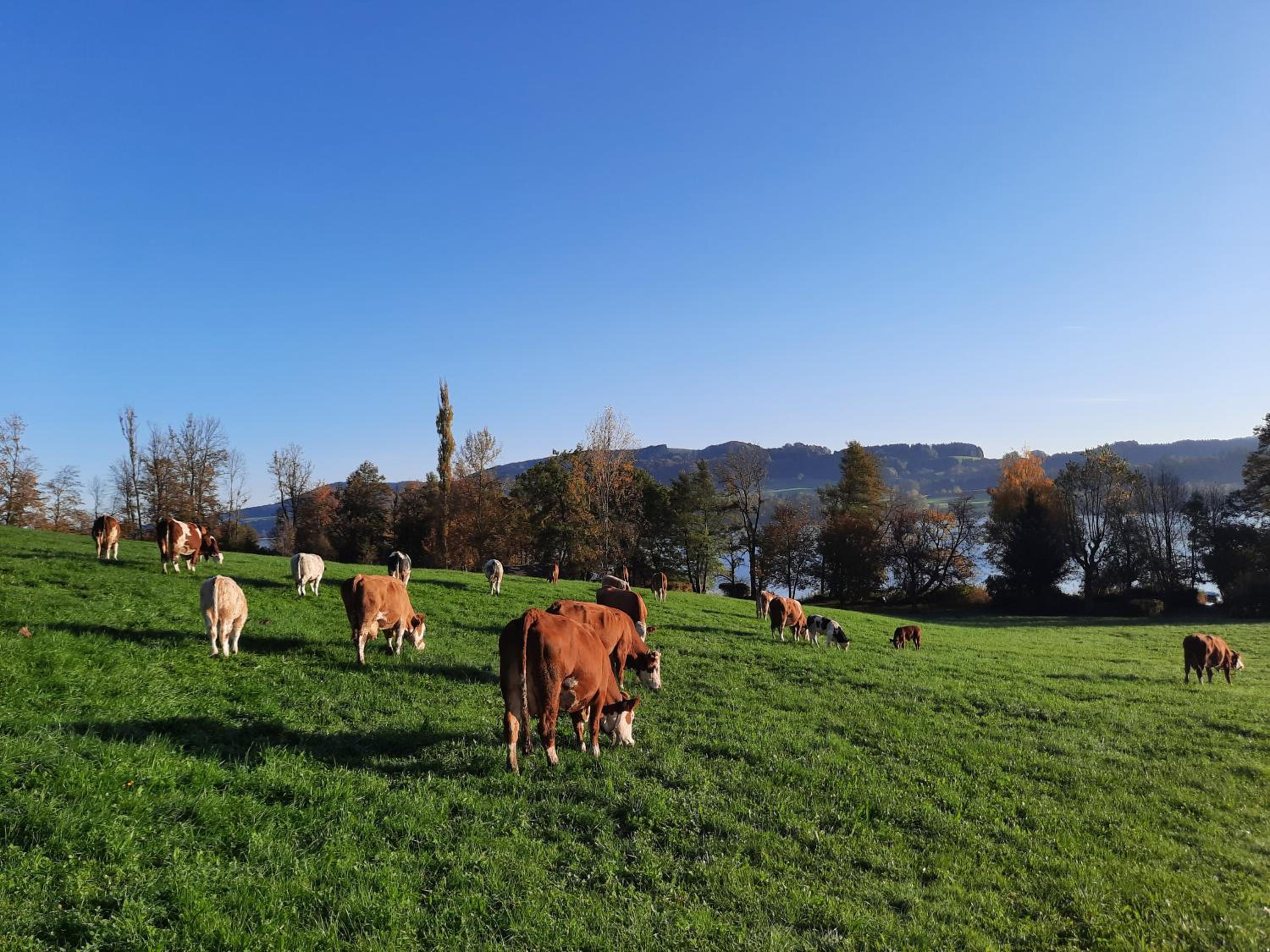 Serner am See