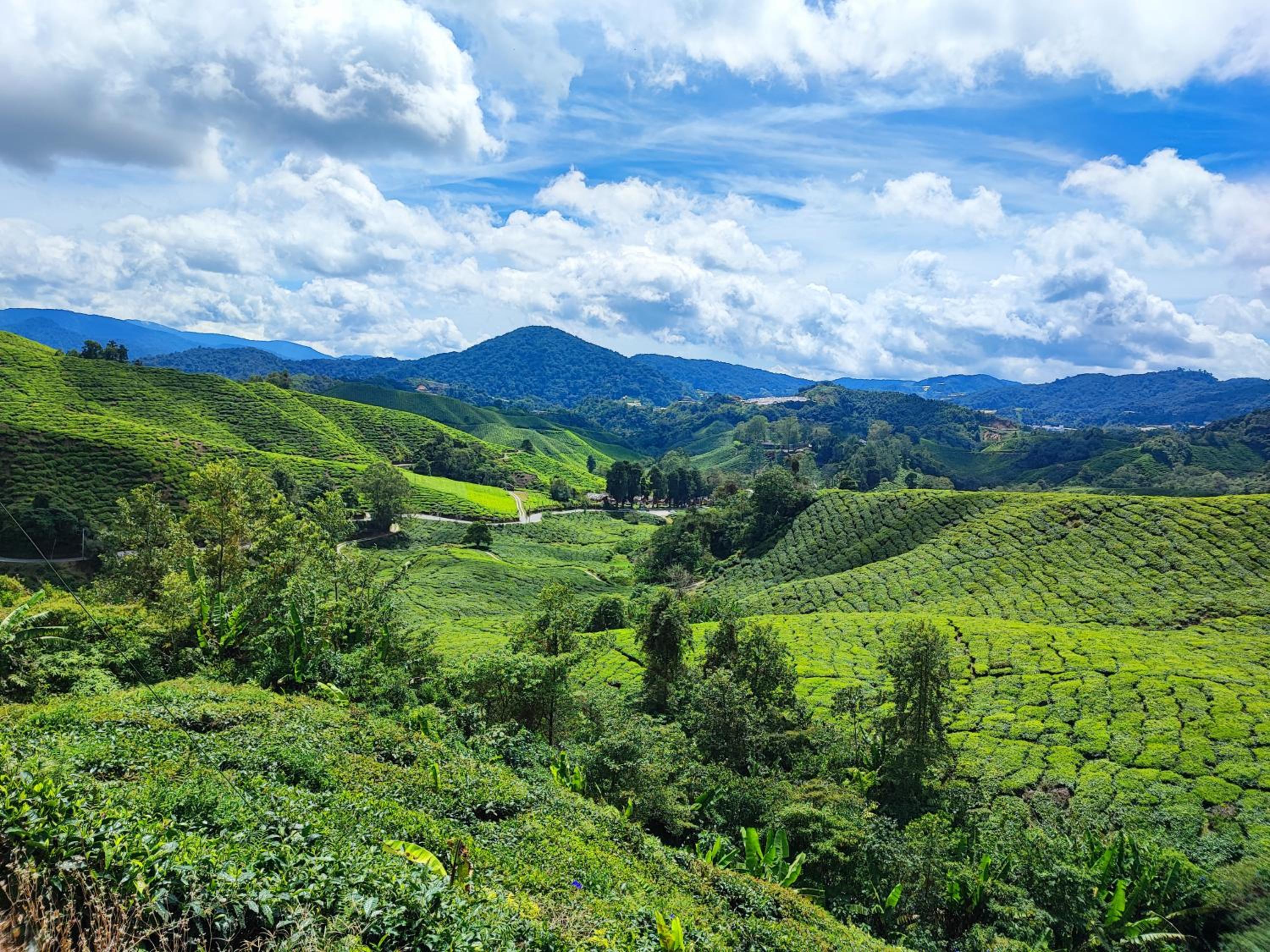 Muji Homestay @ The Retreat, Cameron Highlands photo 3