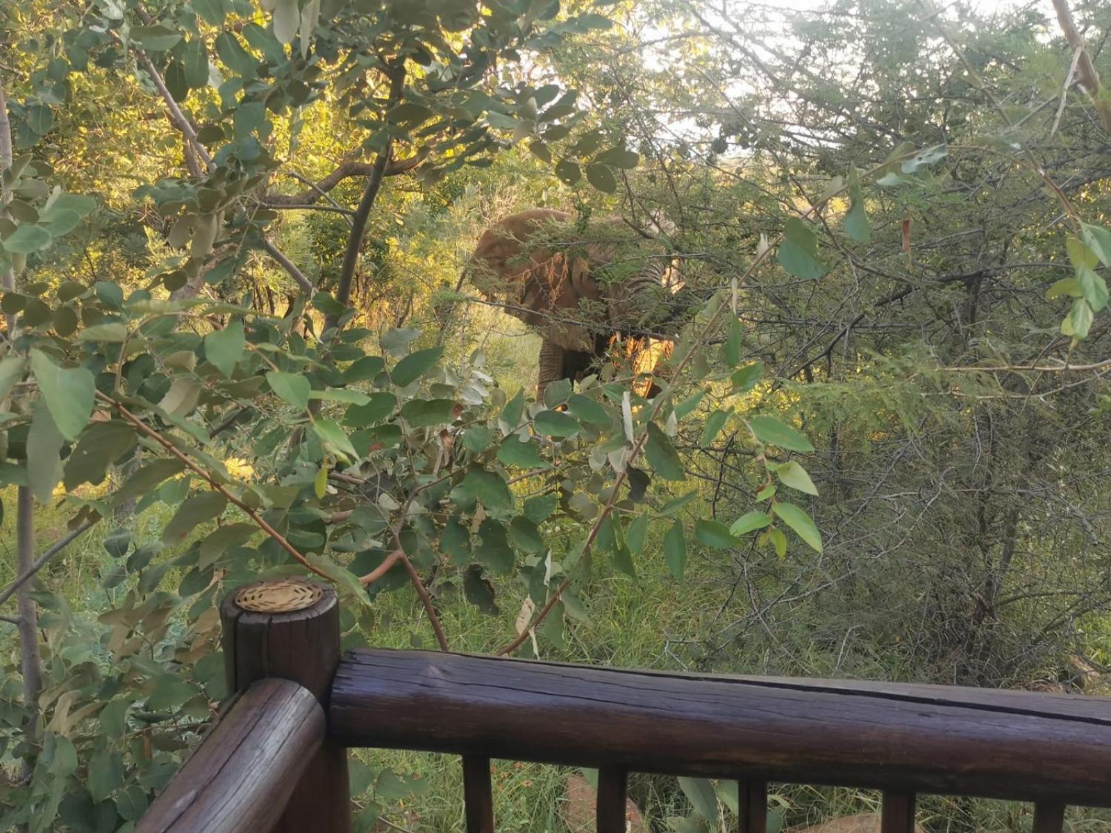 Mingwe Private Game Lodge view 4