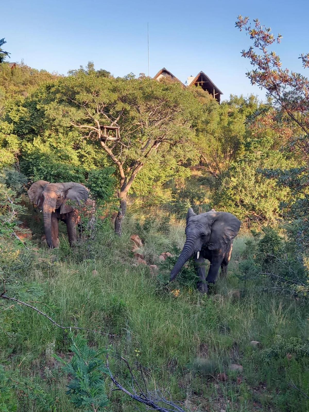 Mingwe Private Game Lodge view 5