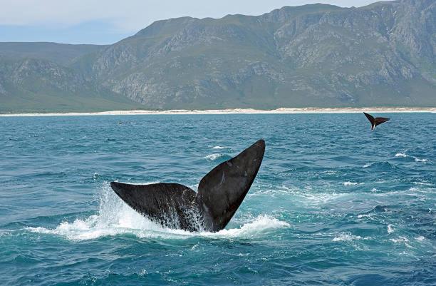 Ocean Breeze @ Hermanus Beach Club view 2
