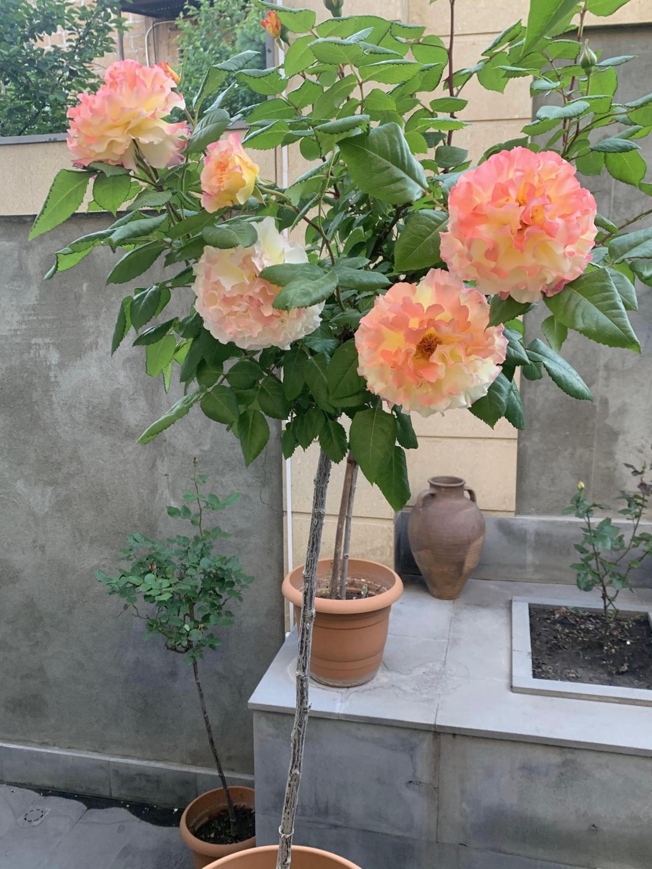 Yerevan Guest House