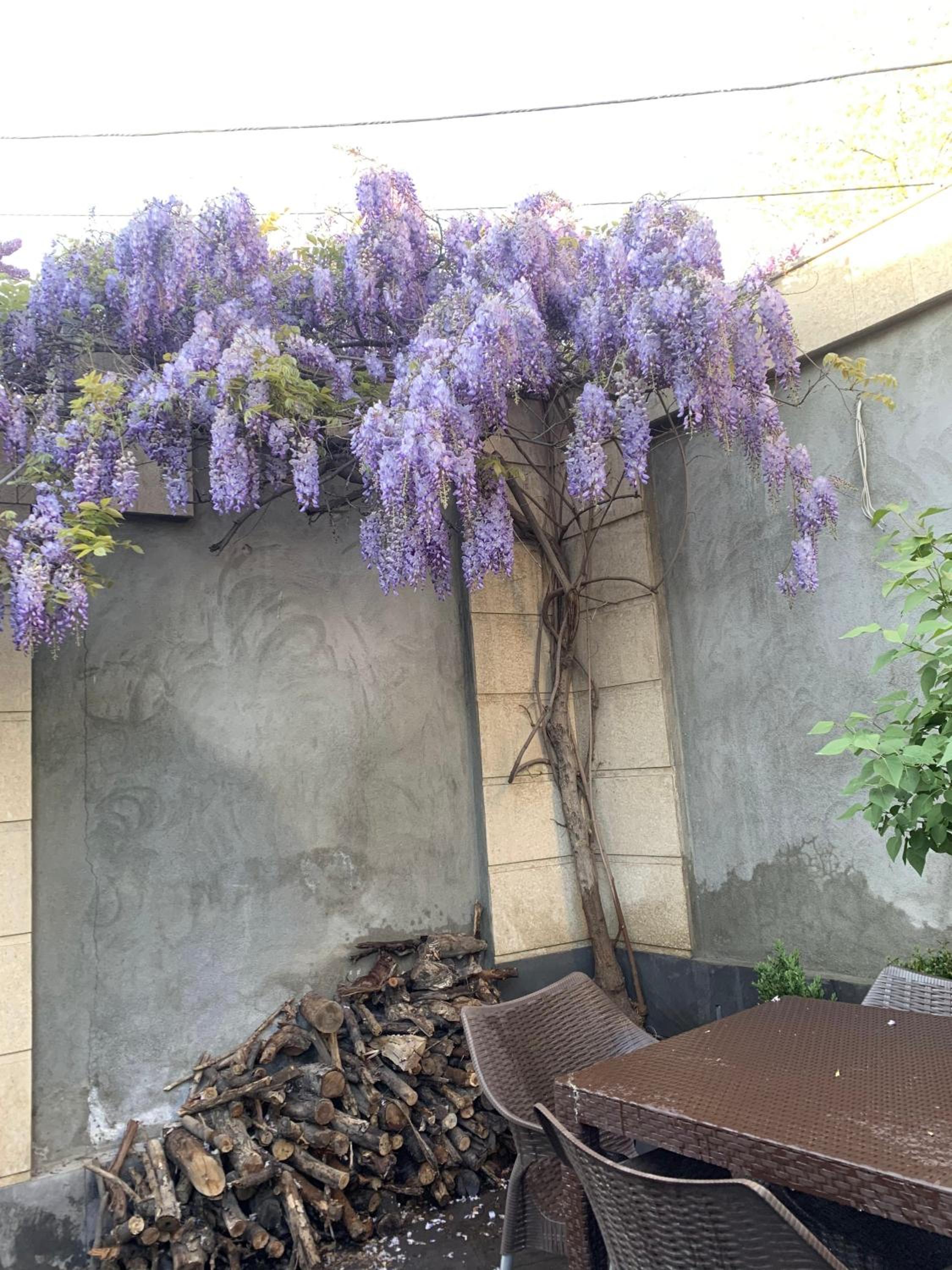 Yerevan Guest House
